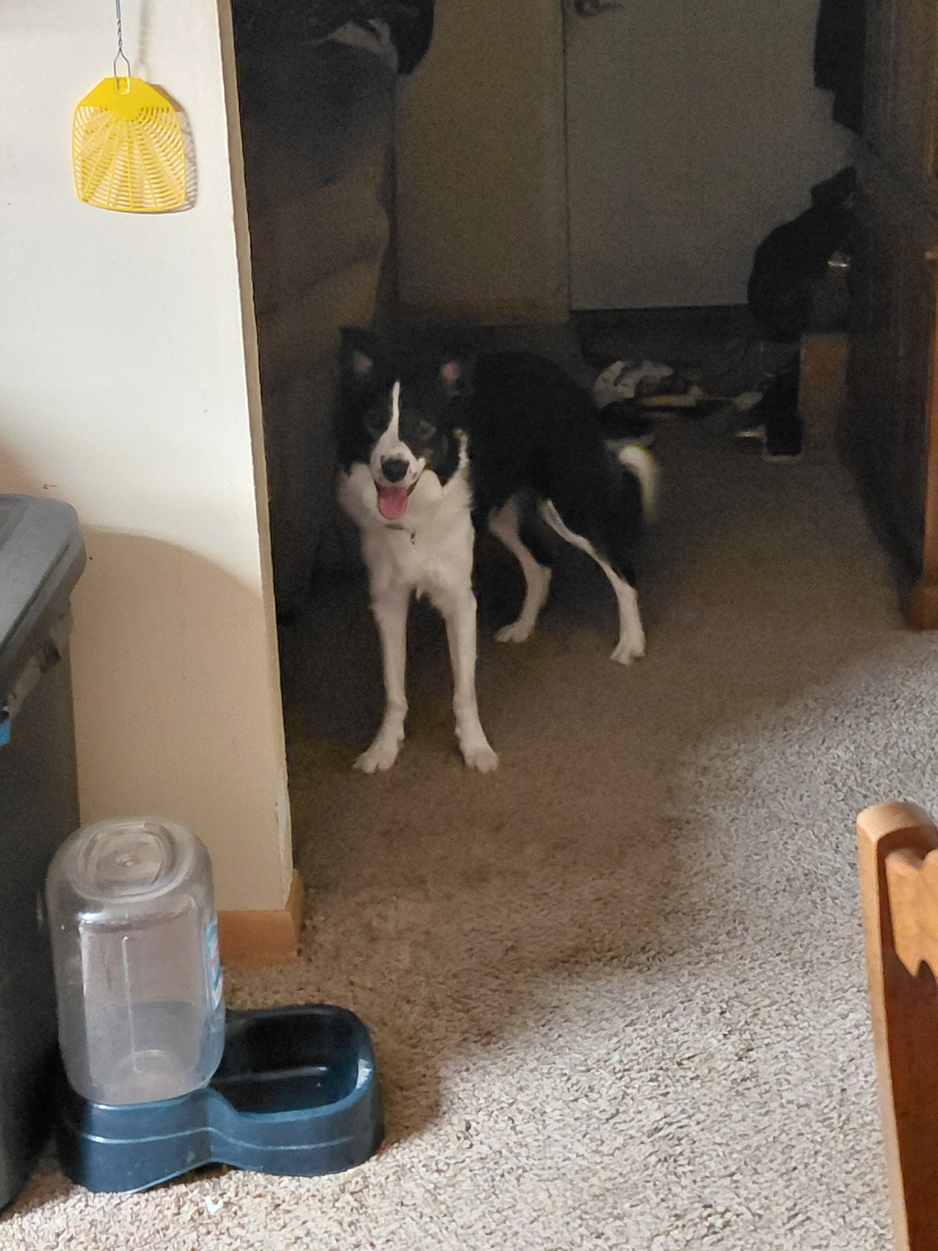 American border collie image 1