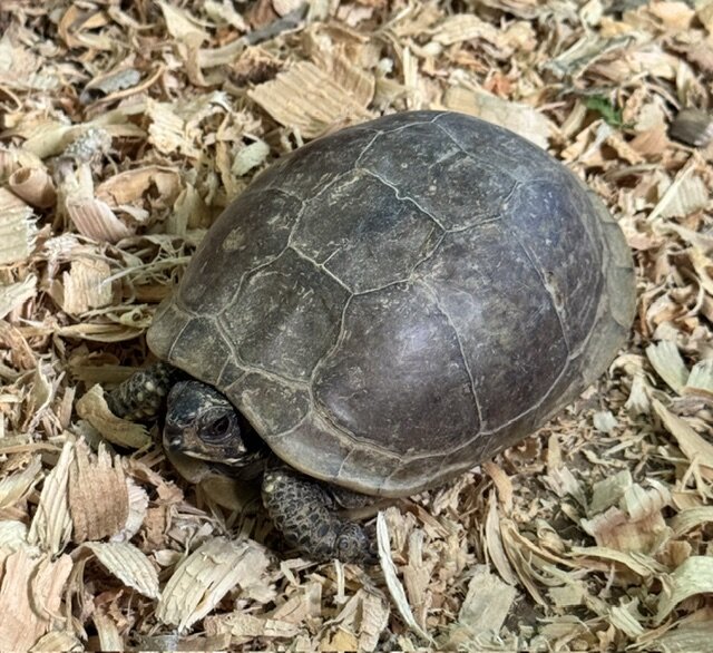 Box Turtle Female image 1