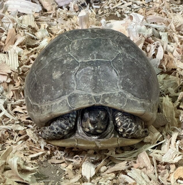 Box Turtle Female image 2