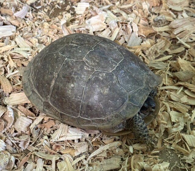 Box Turtle Female image 3