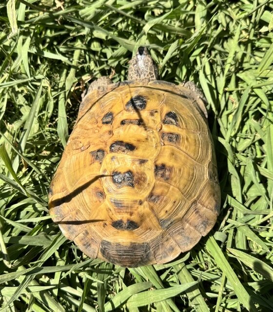 Huge Male Russian Tortoise image 1
