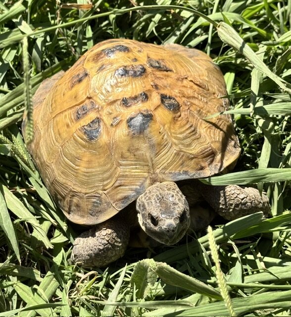 Huge Male Russian Tortoise image 2