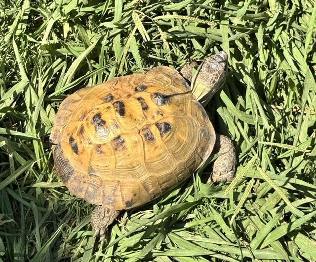 Huge Male Russian Tortoise image 3