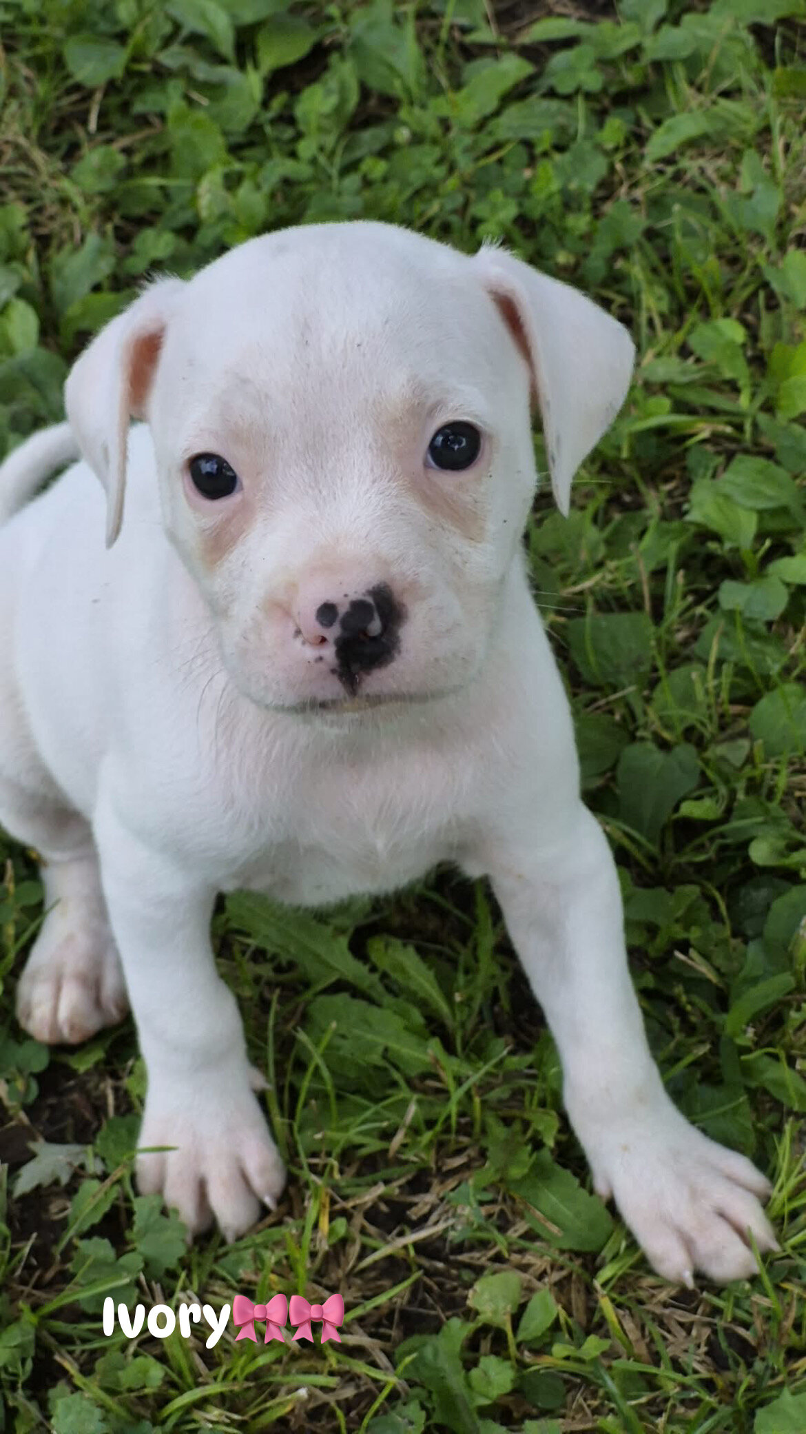 XL bully image 3