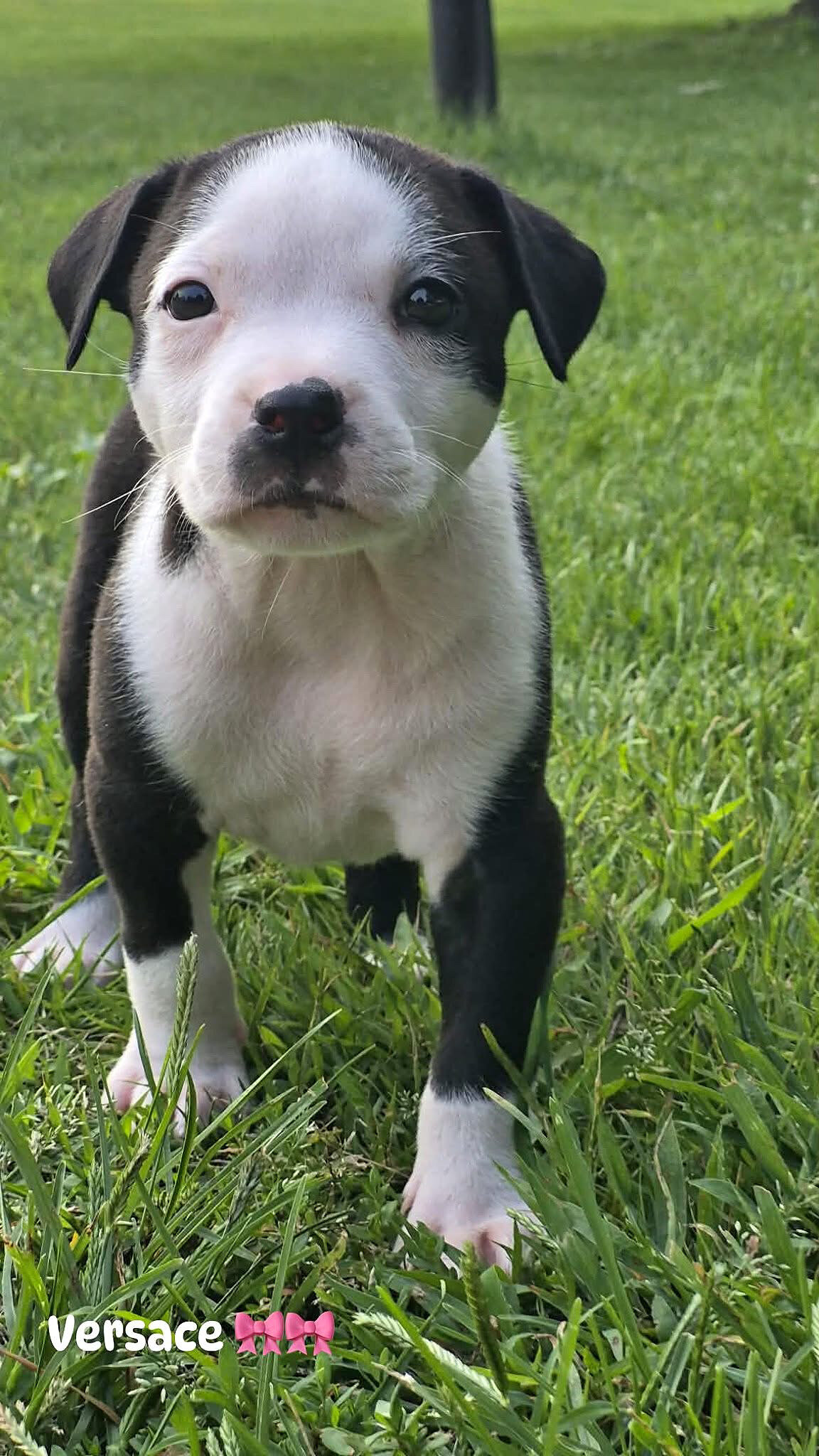 XL bully image 5