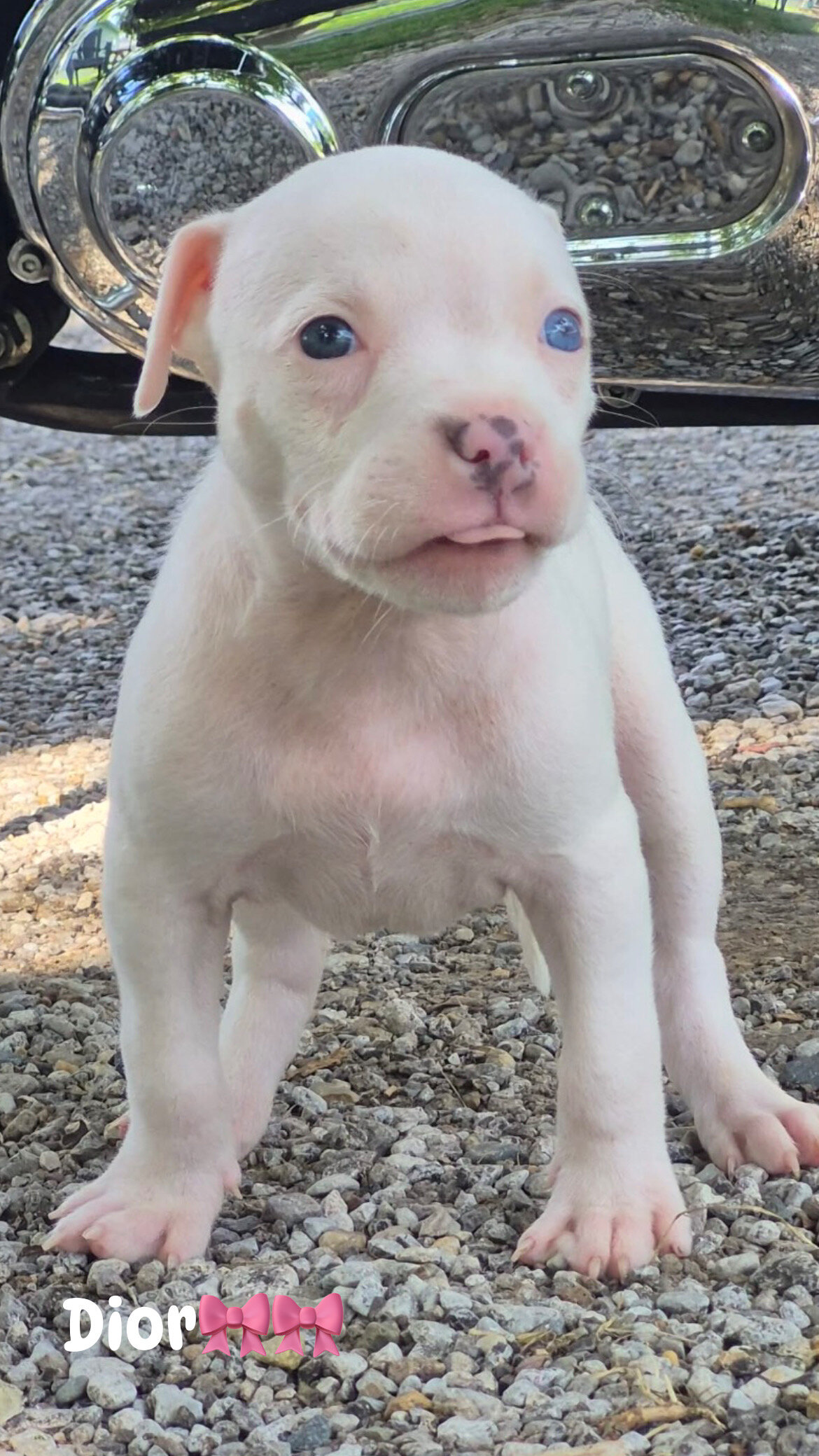 XL bully image 1