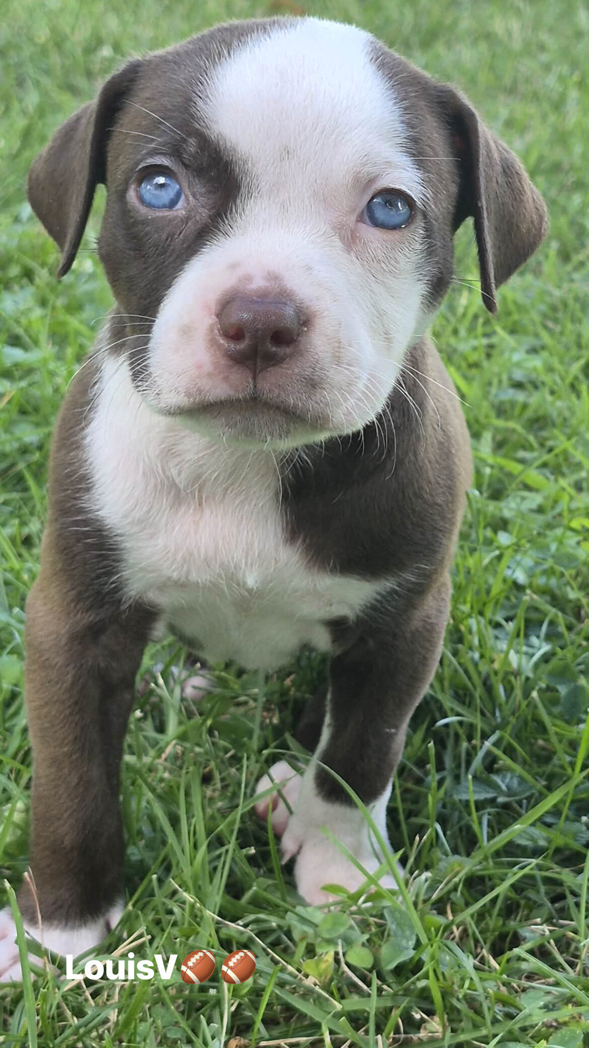 XL bully image 2