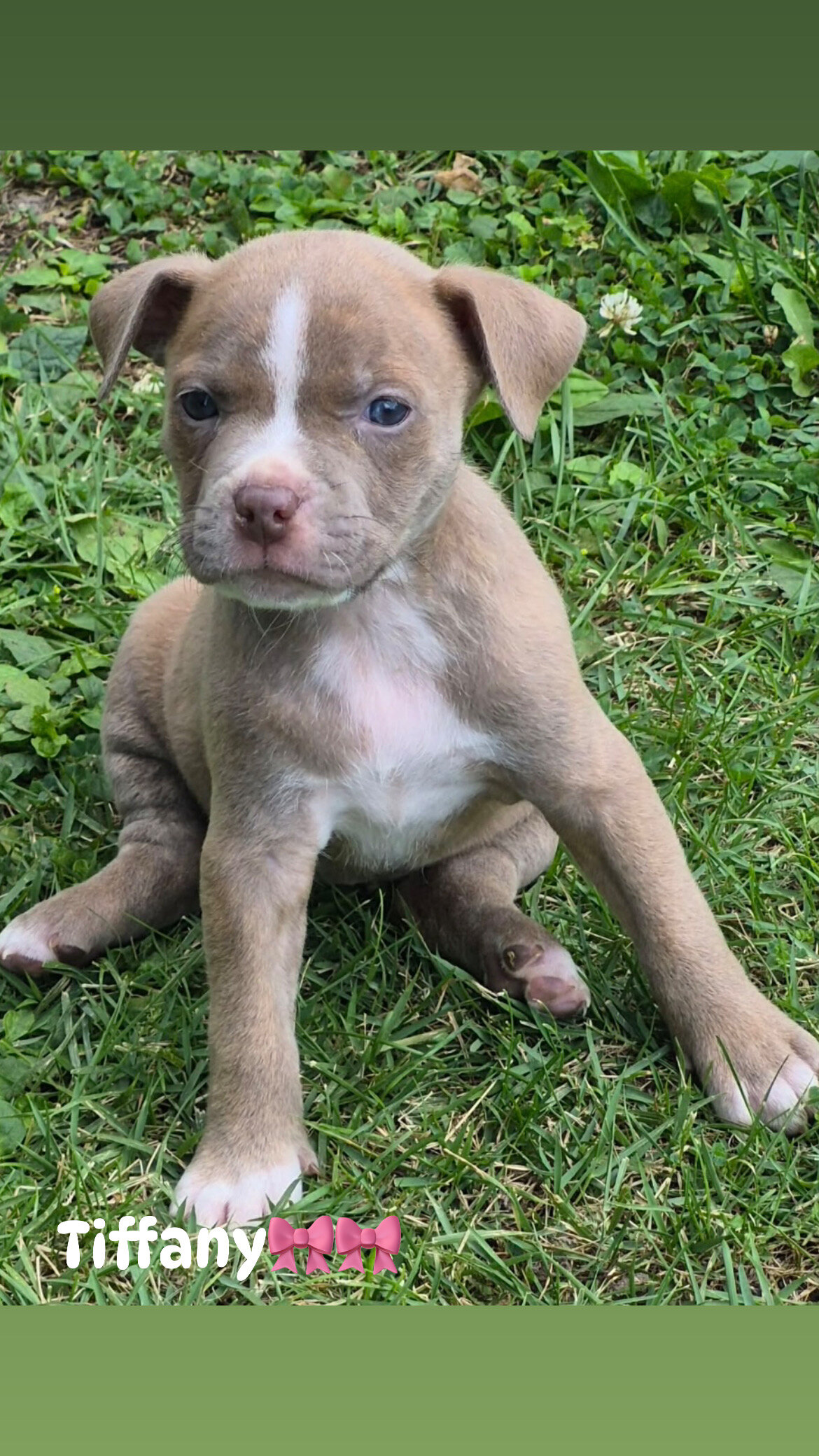 XL bully image 4
