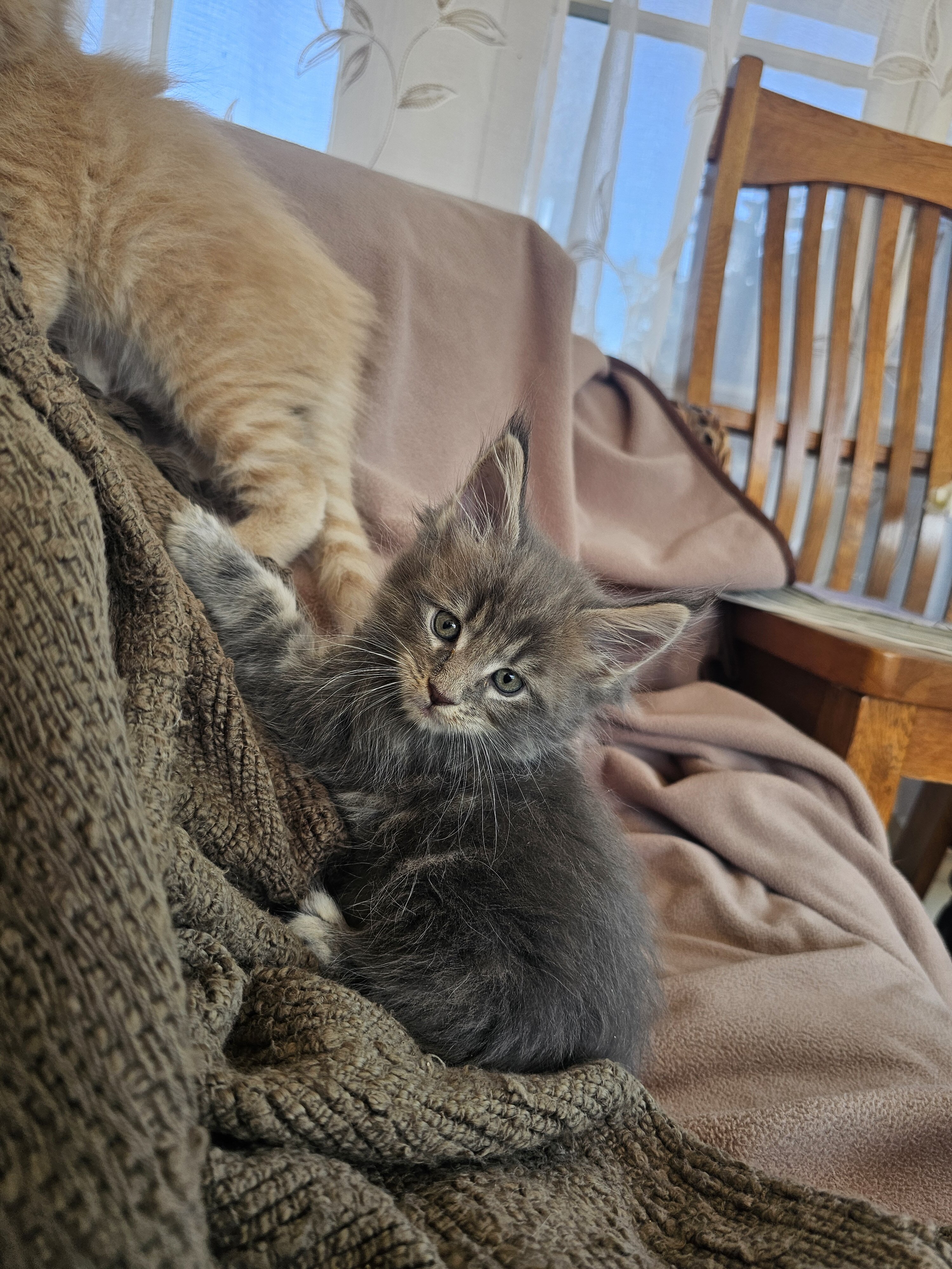 Maine Coon kittens image 4