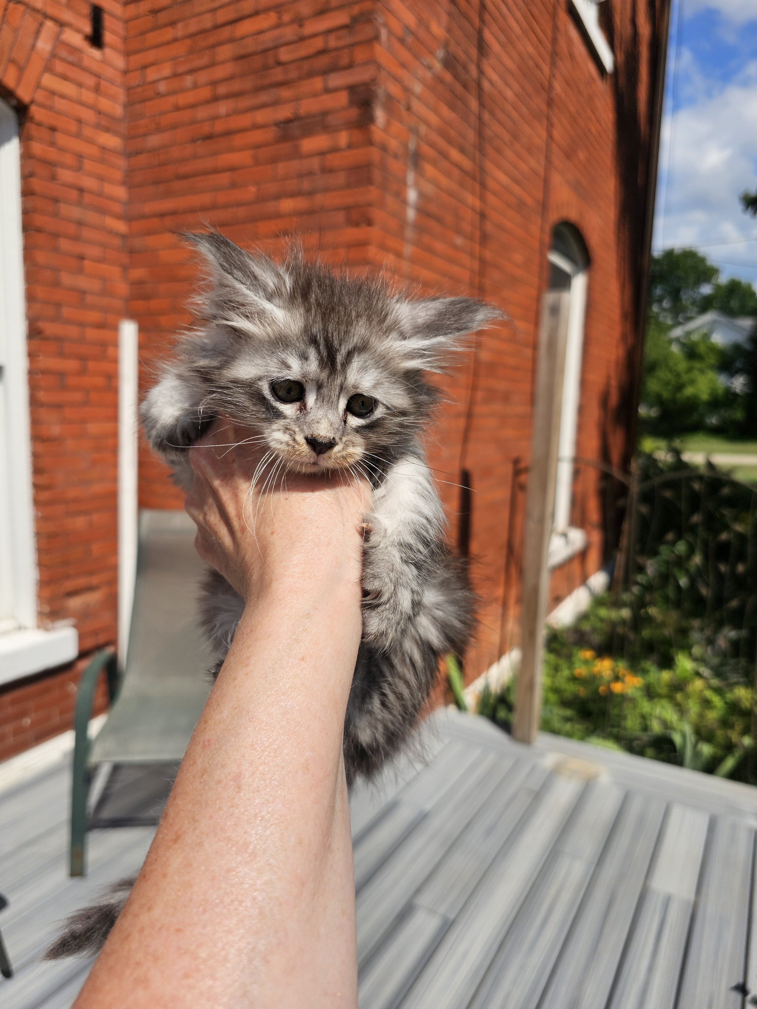 Maine Coon kittens image 3