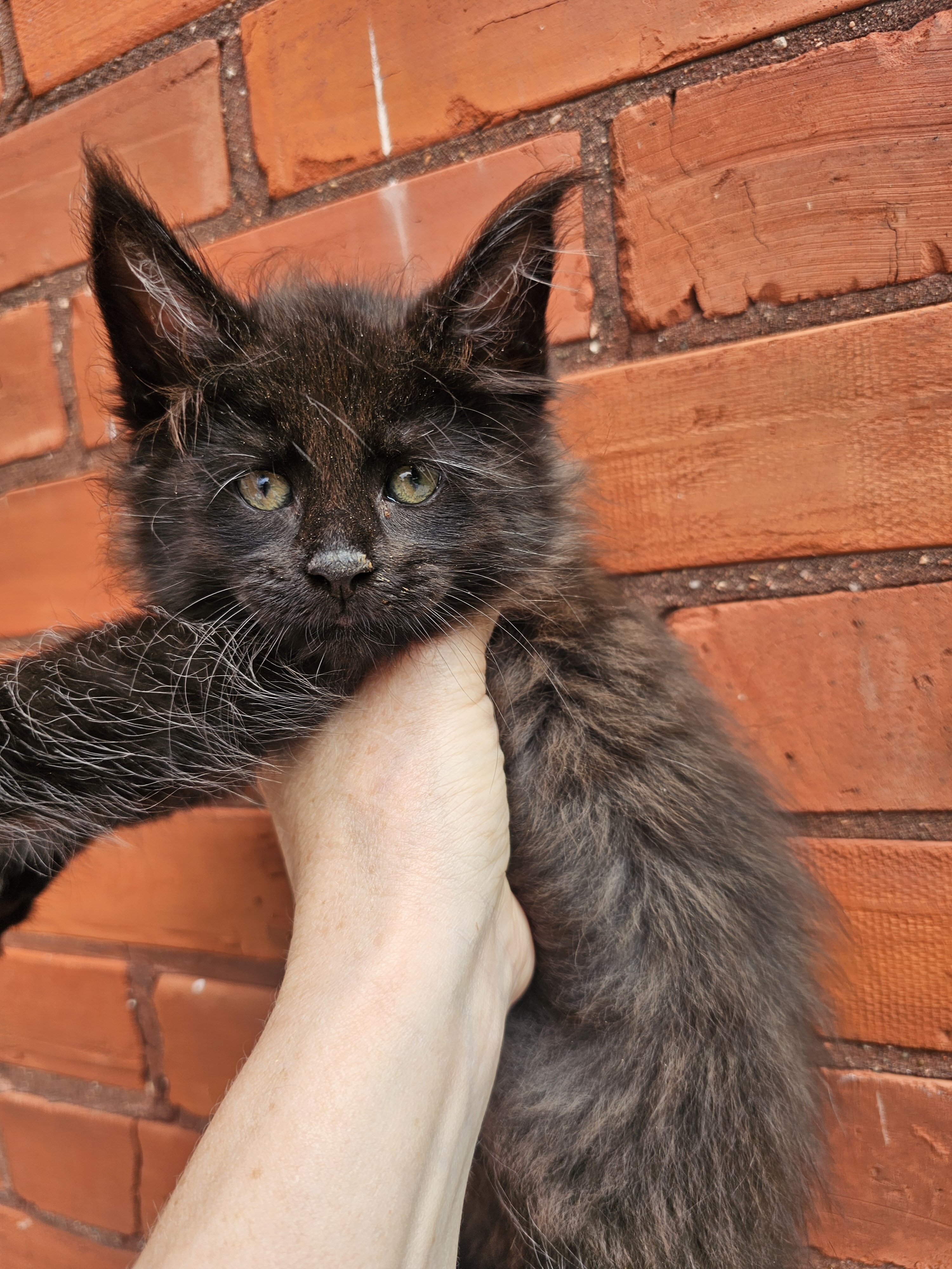 Maine Coon kittens image 2