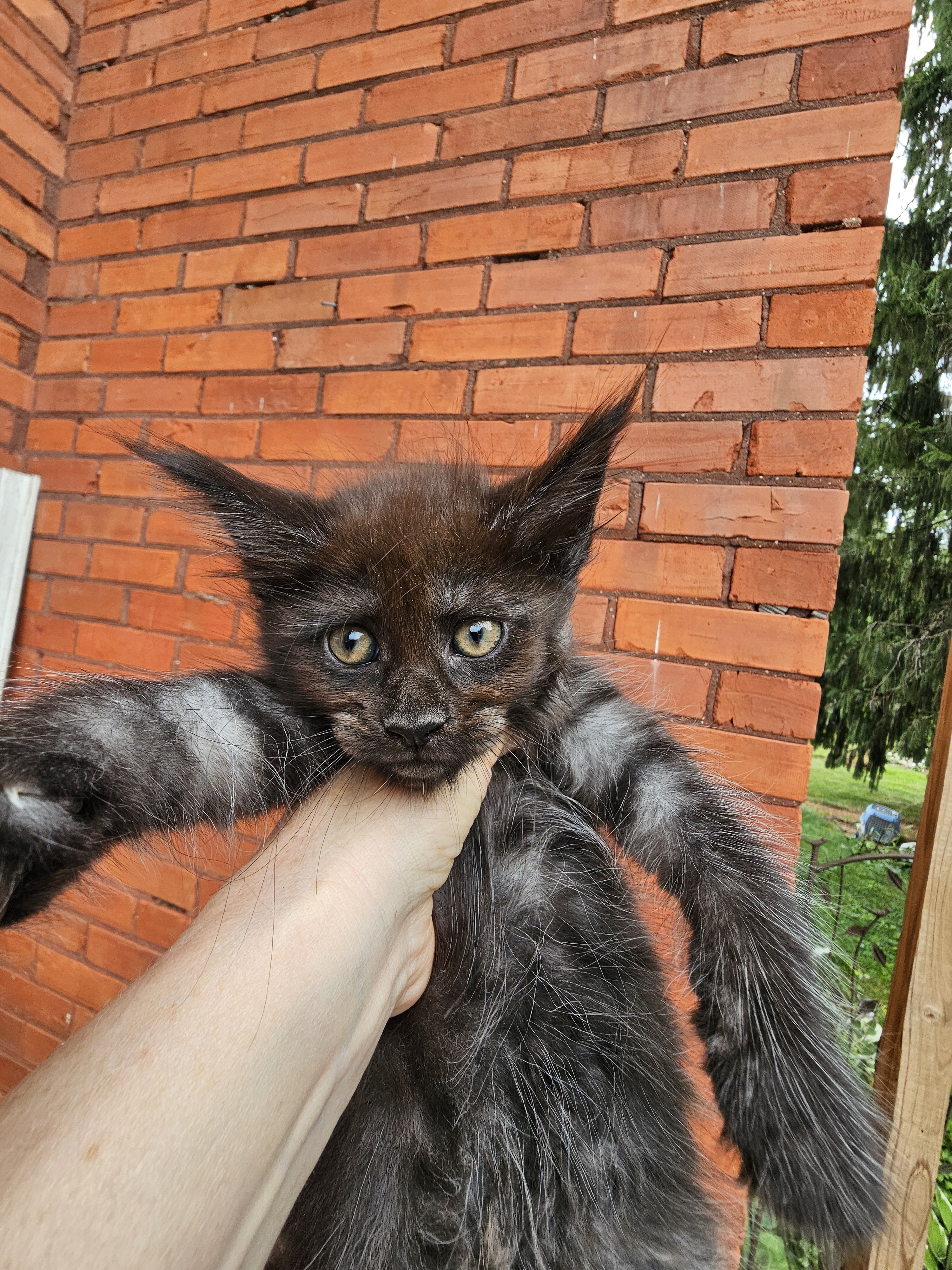 Maine Coon kittens image 1