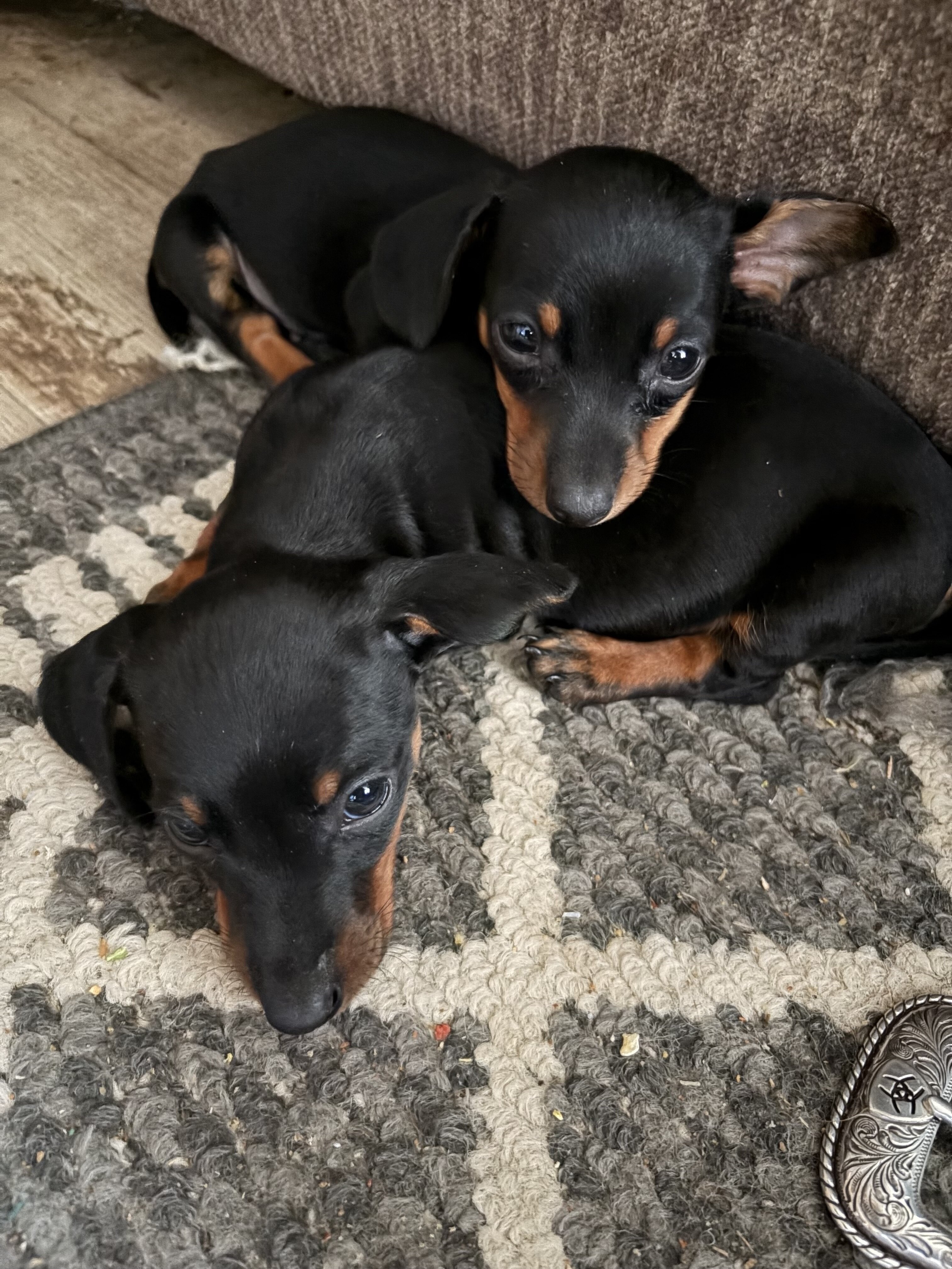 Mini dachshund puppies image 2
