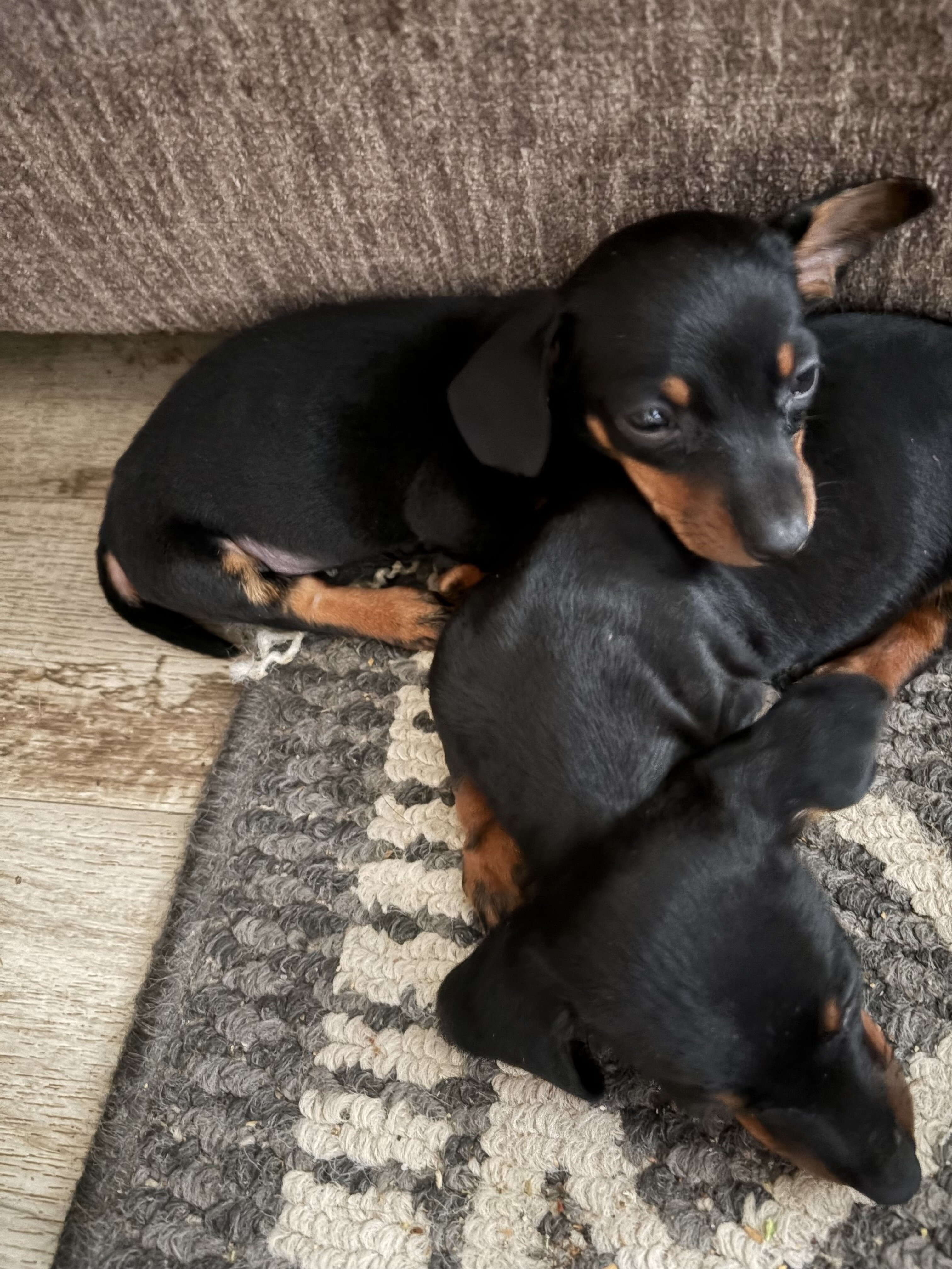 Mini dachshund puppies image 1