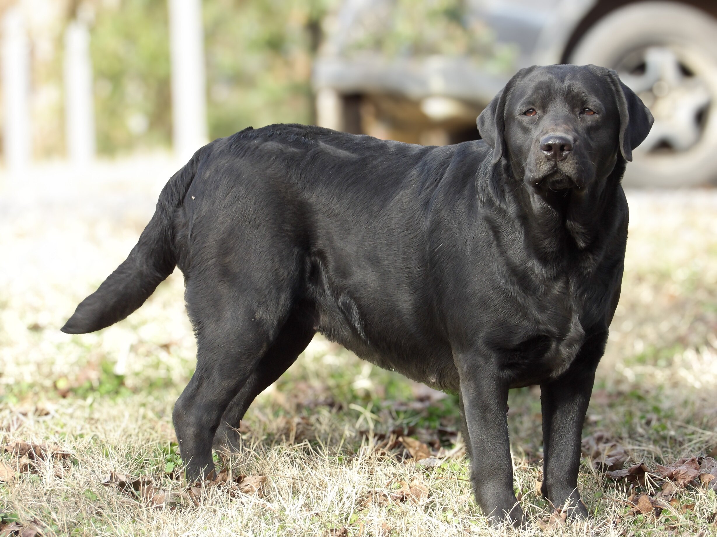 English/Show Black & Yellow Labrador Retrievers image 8