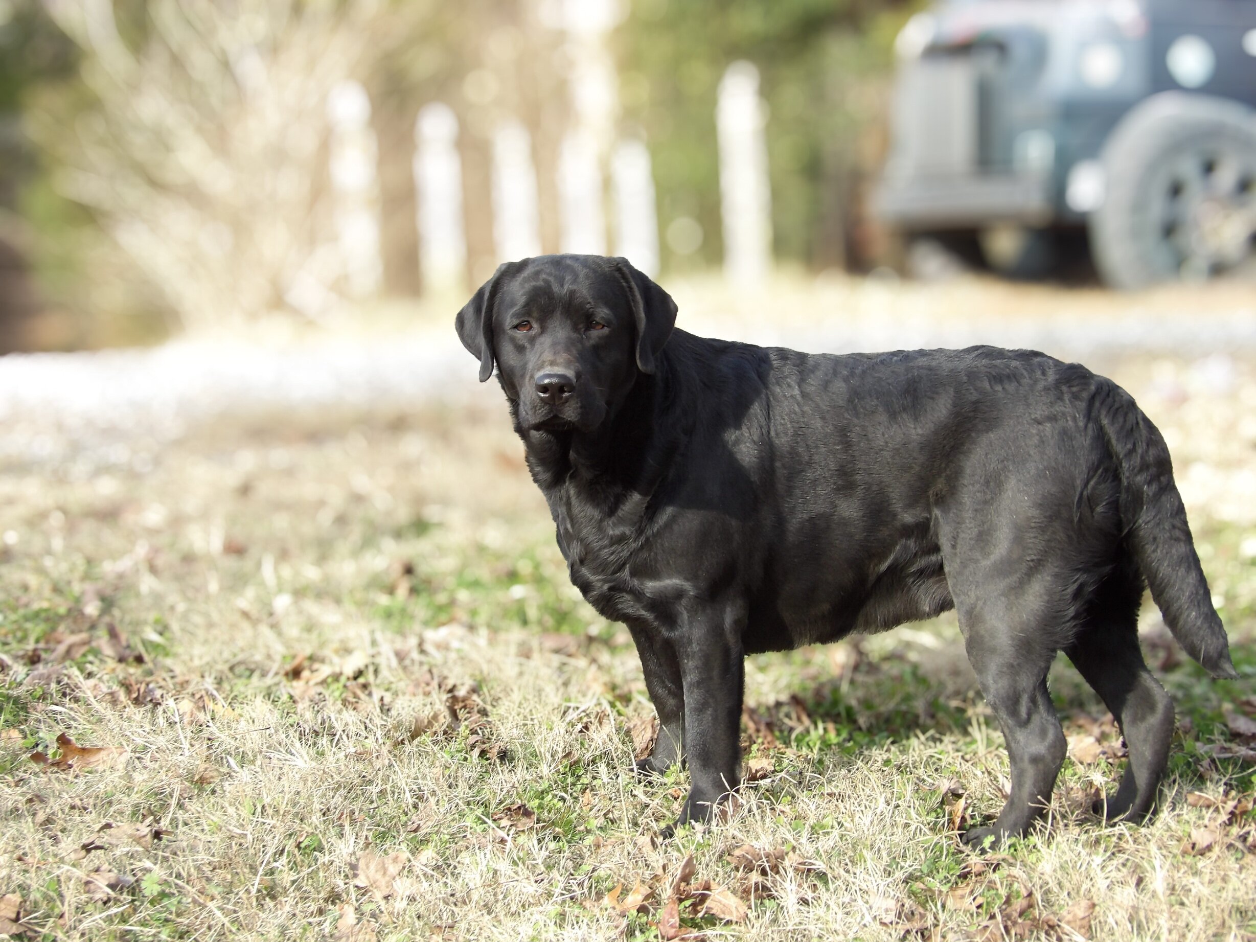 English/Show Black & Yellow Labrador Retrievers image 10