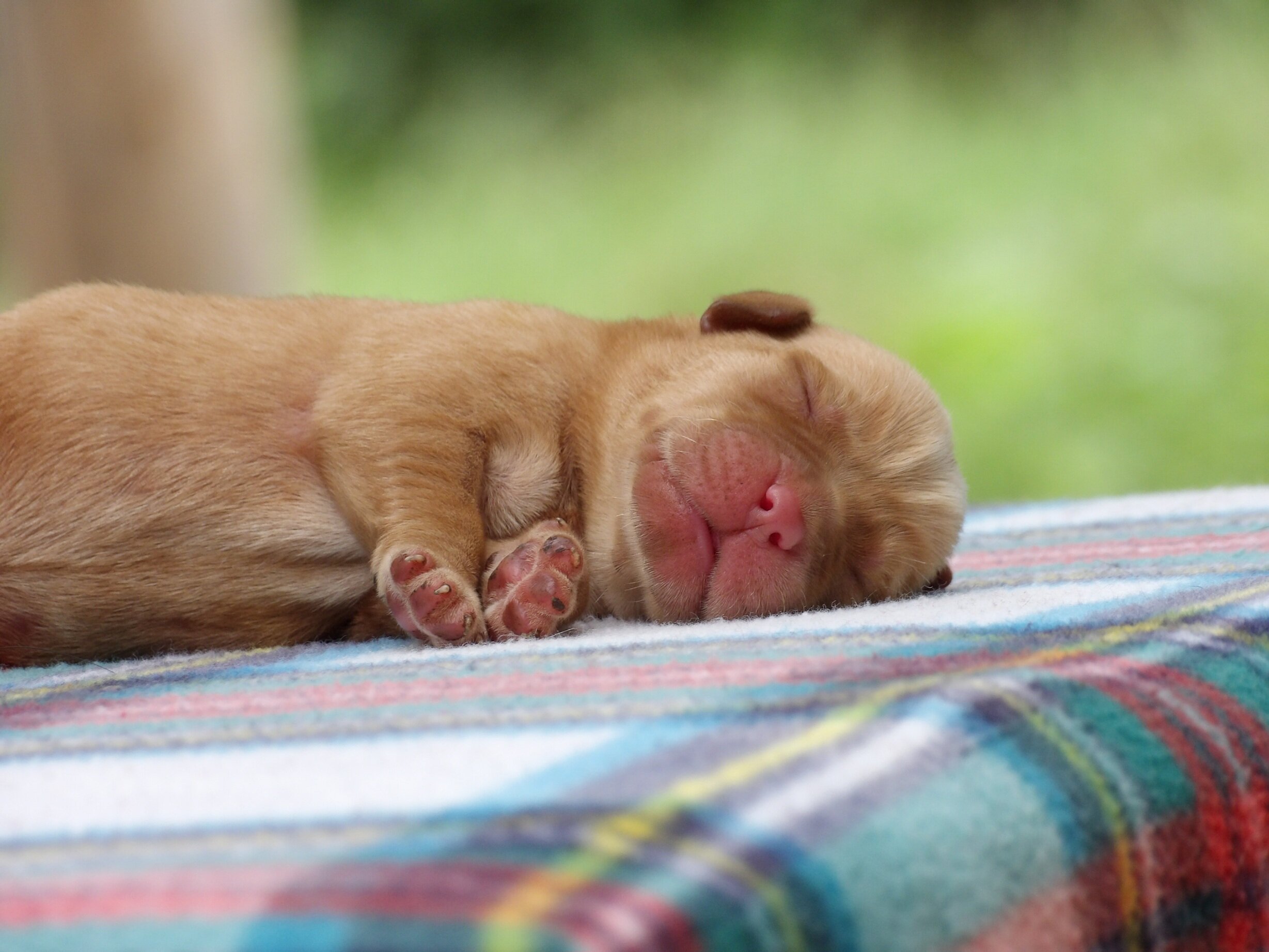 English/Show Black & Yellow Labrador Retrievers image 3