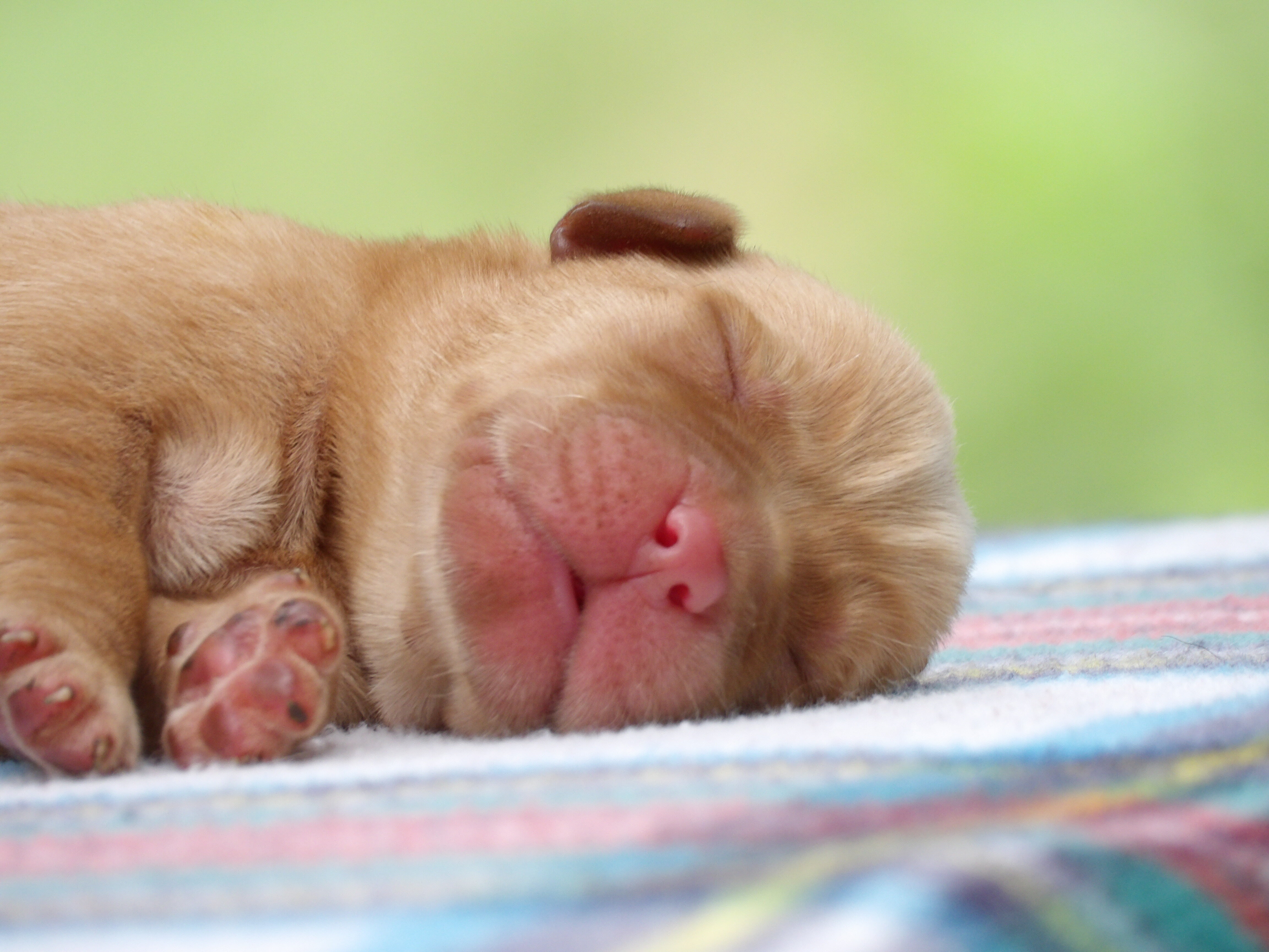 English/Show Black & Yellow Labrador Retrievers image 4