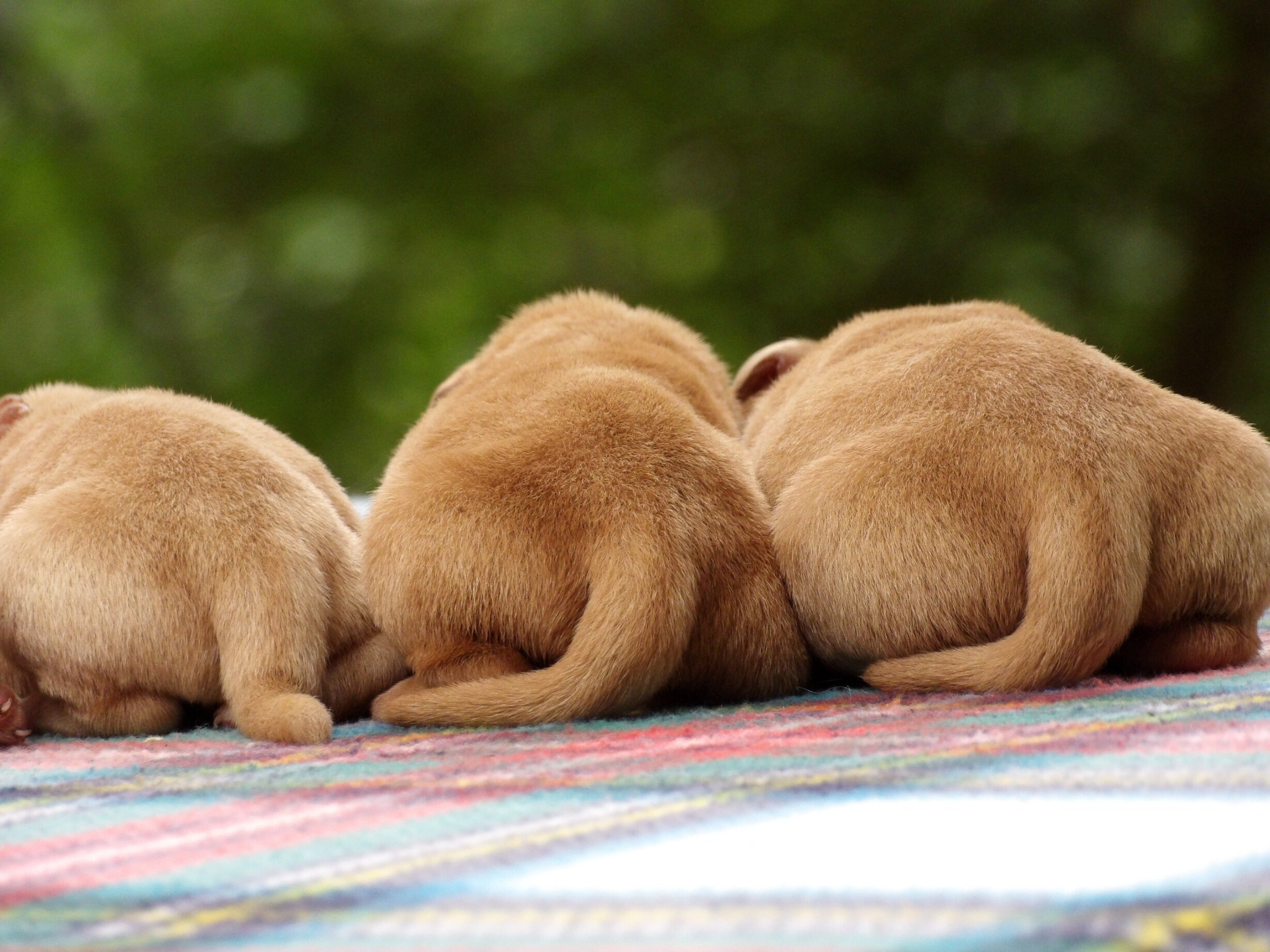 English/Show Black & Yellow Labrador Retrievers image 6