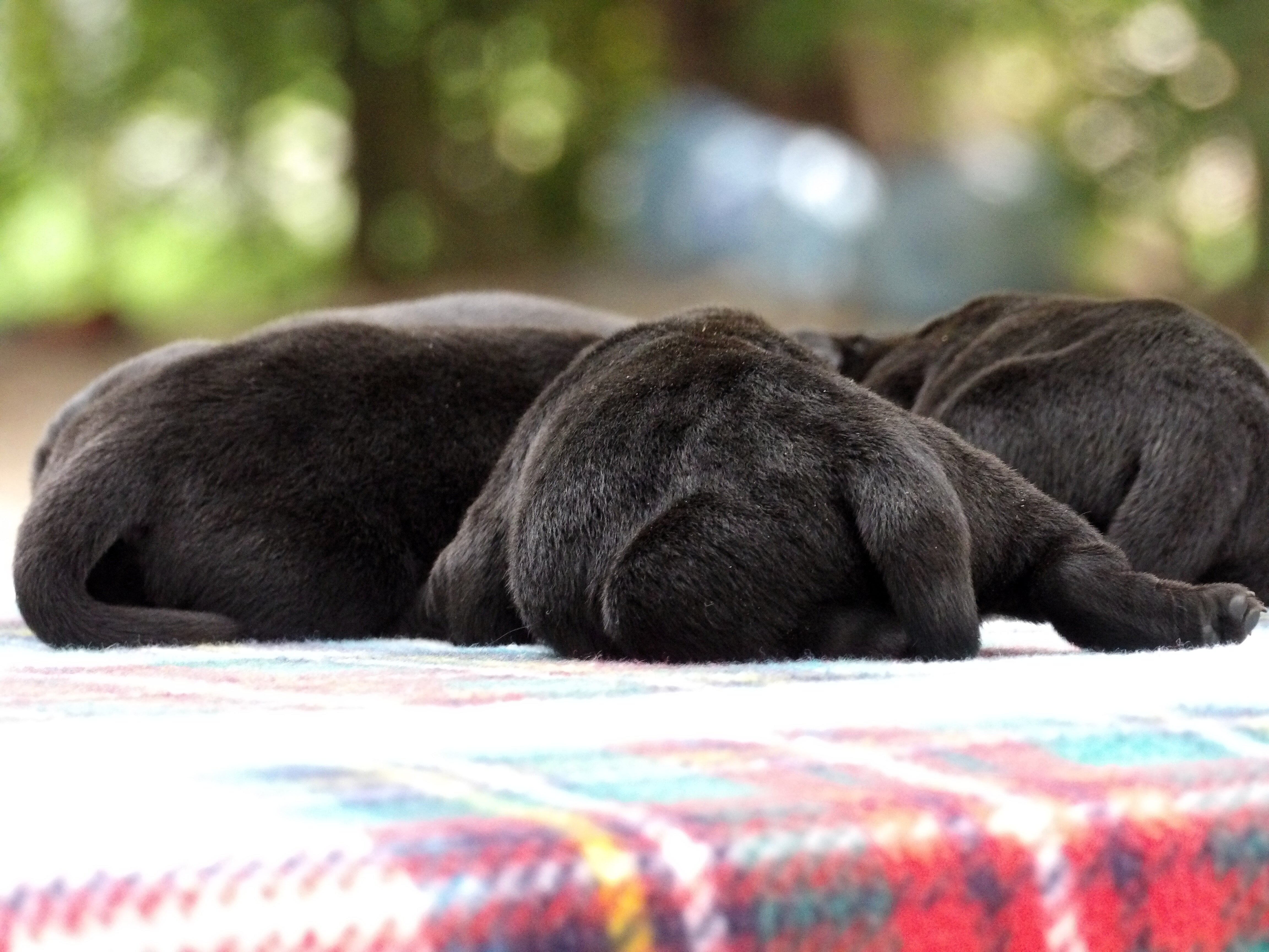 English/Show Black & Yellow Labrador Retrievers image 5