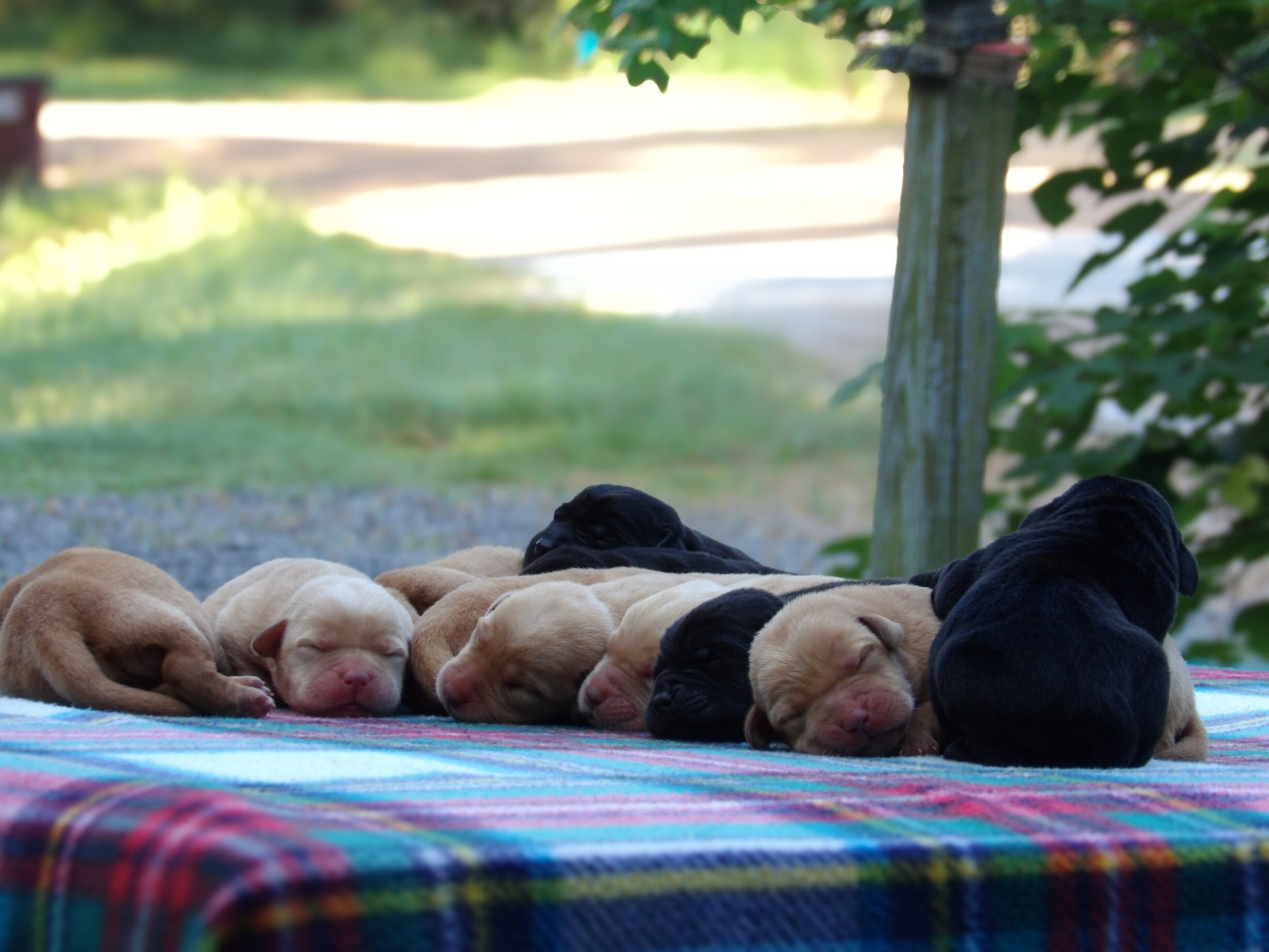 English/Show Black & Yellow Labrador Retrievers image 2