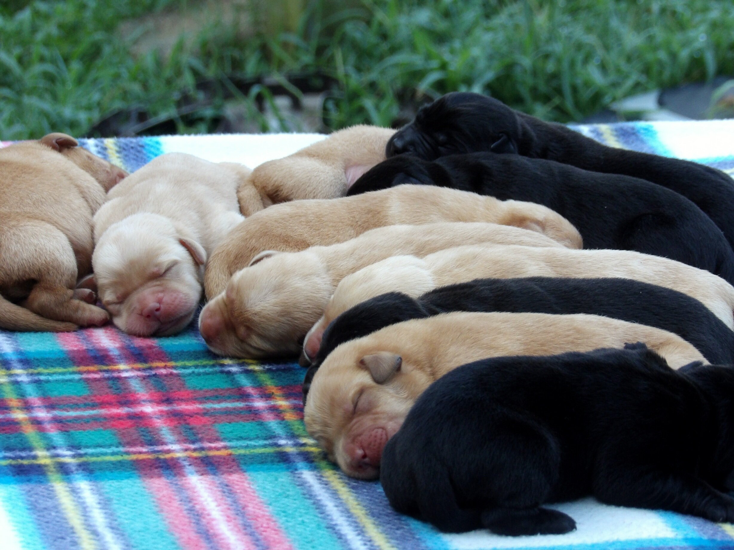 English/Show Black & Yellow Labrador Retrievers image 1