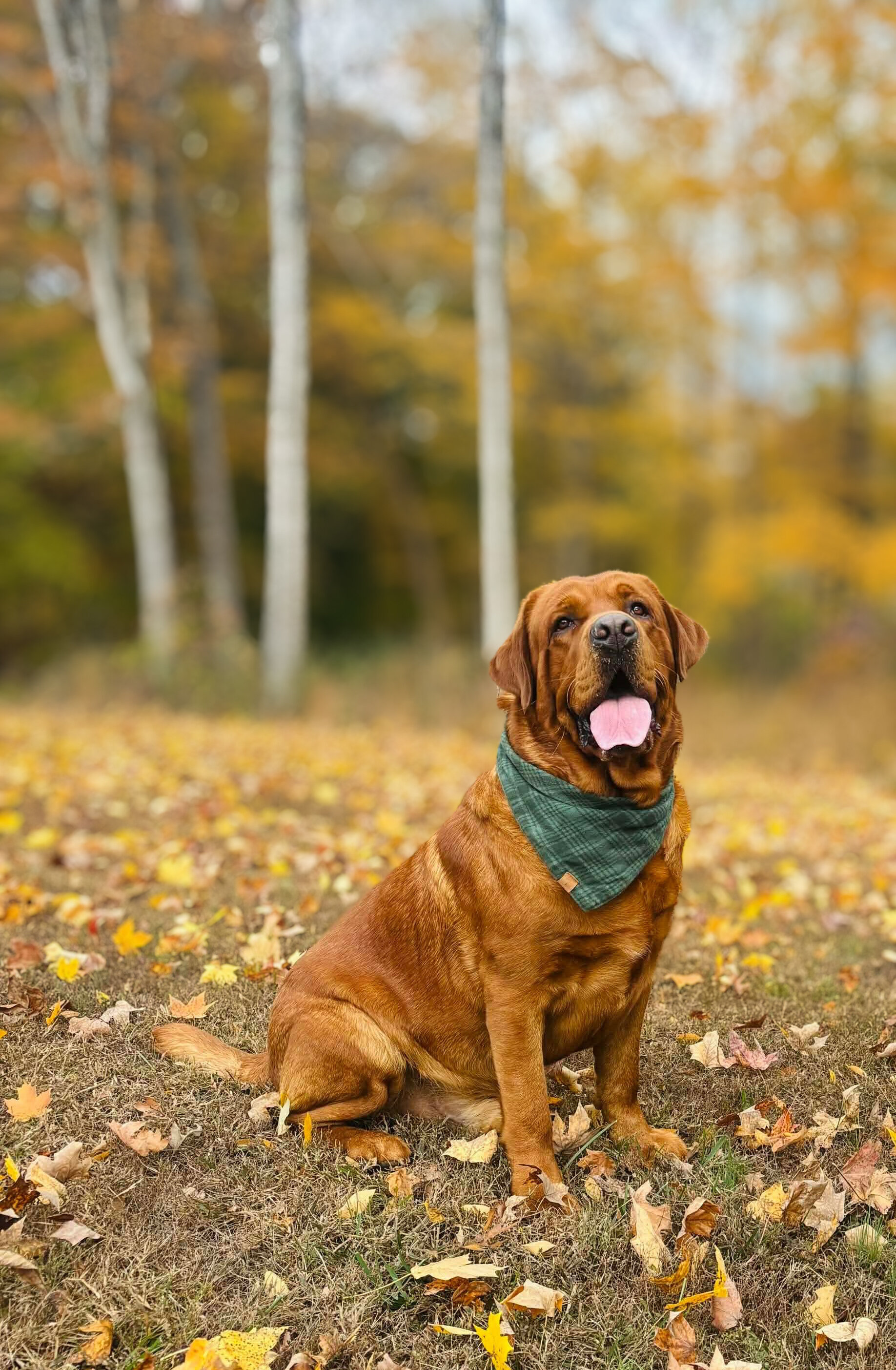 English/Show Black & Yellow Labrador Retrievers image 7