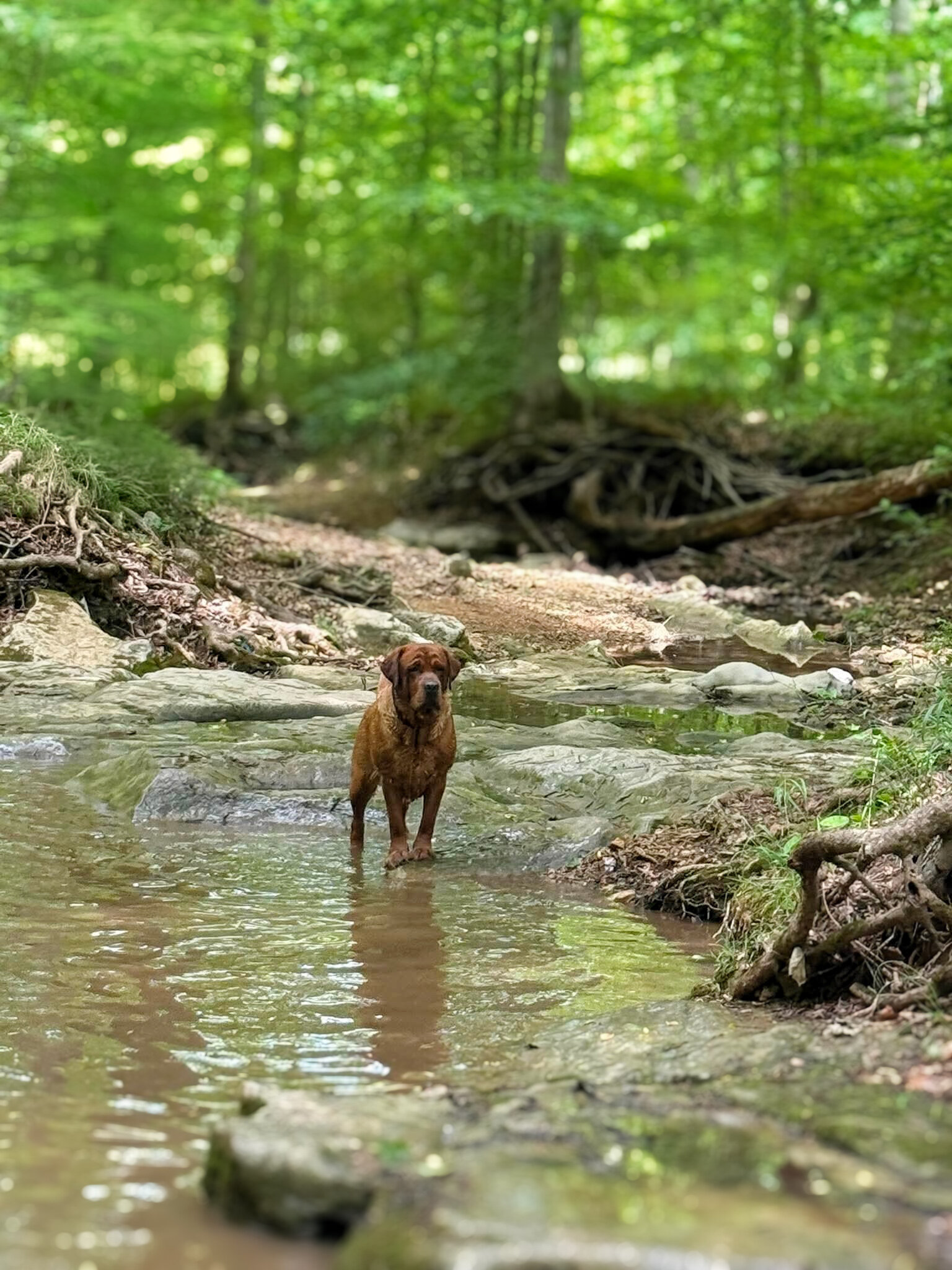 English/Show Black & Yellow Labrador Retrievers image 9