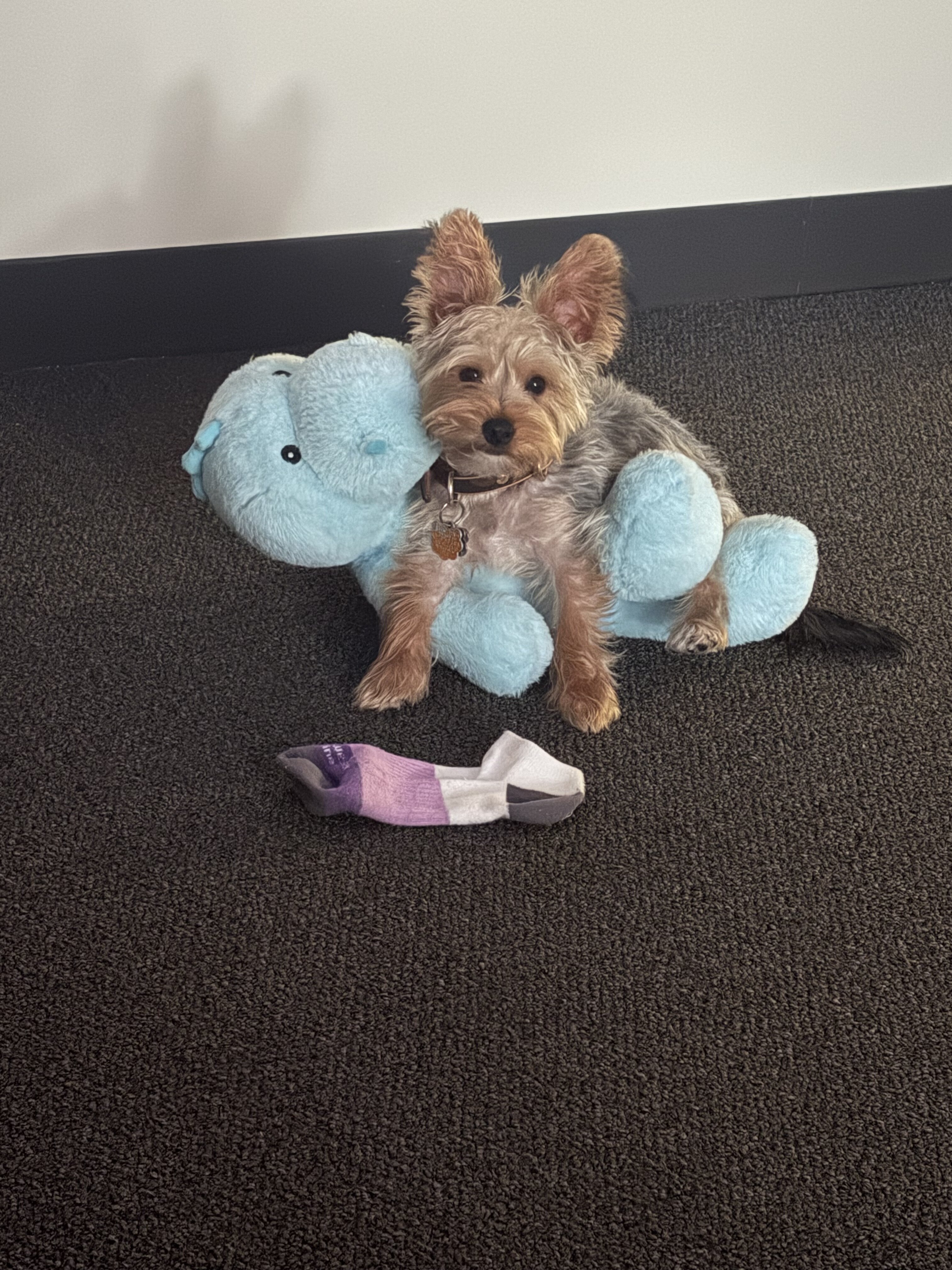 Yorkie image 1