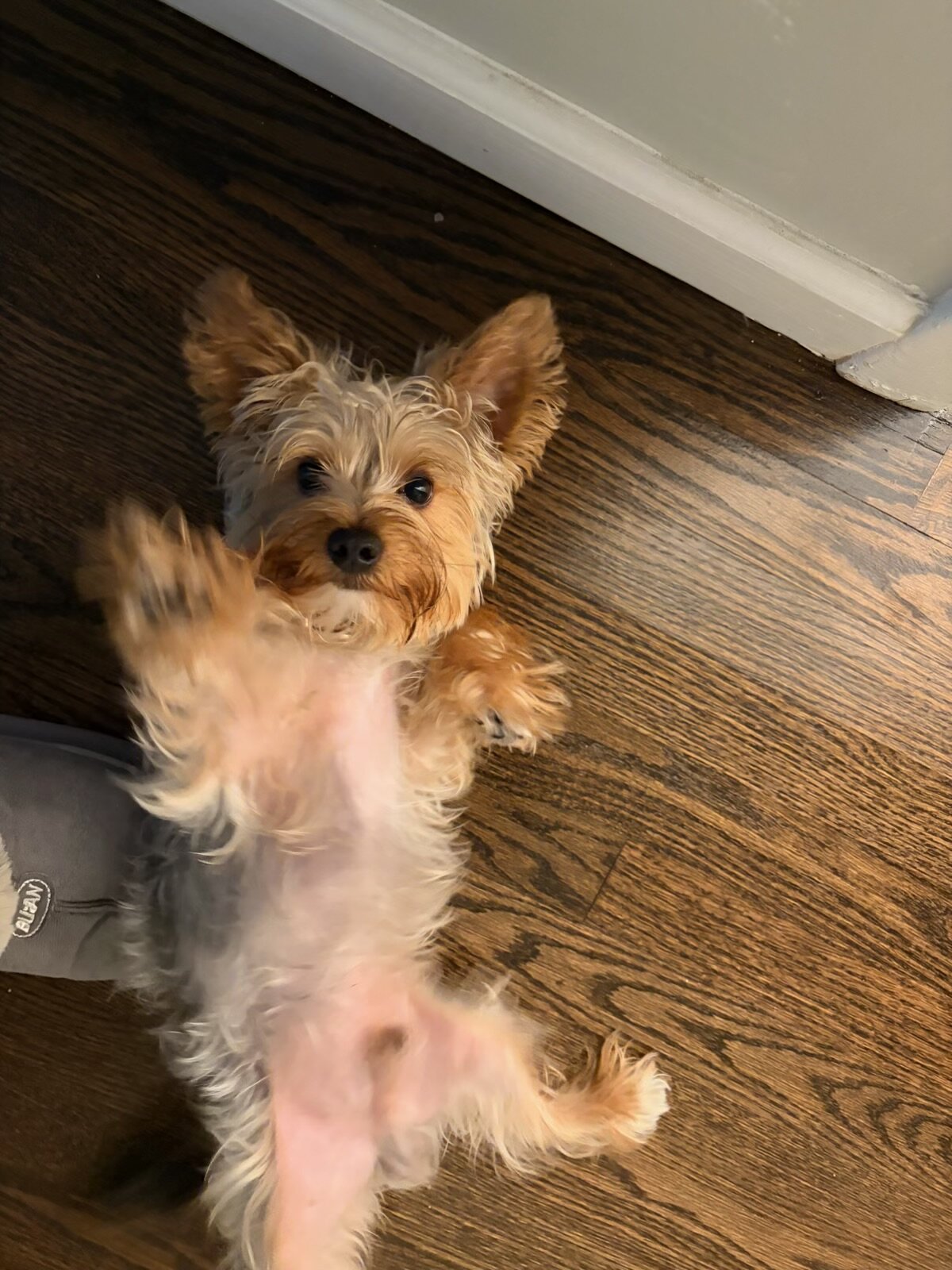 Yorkie image 2