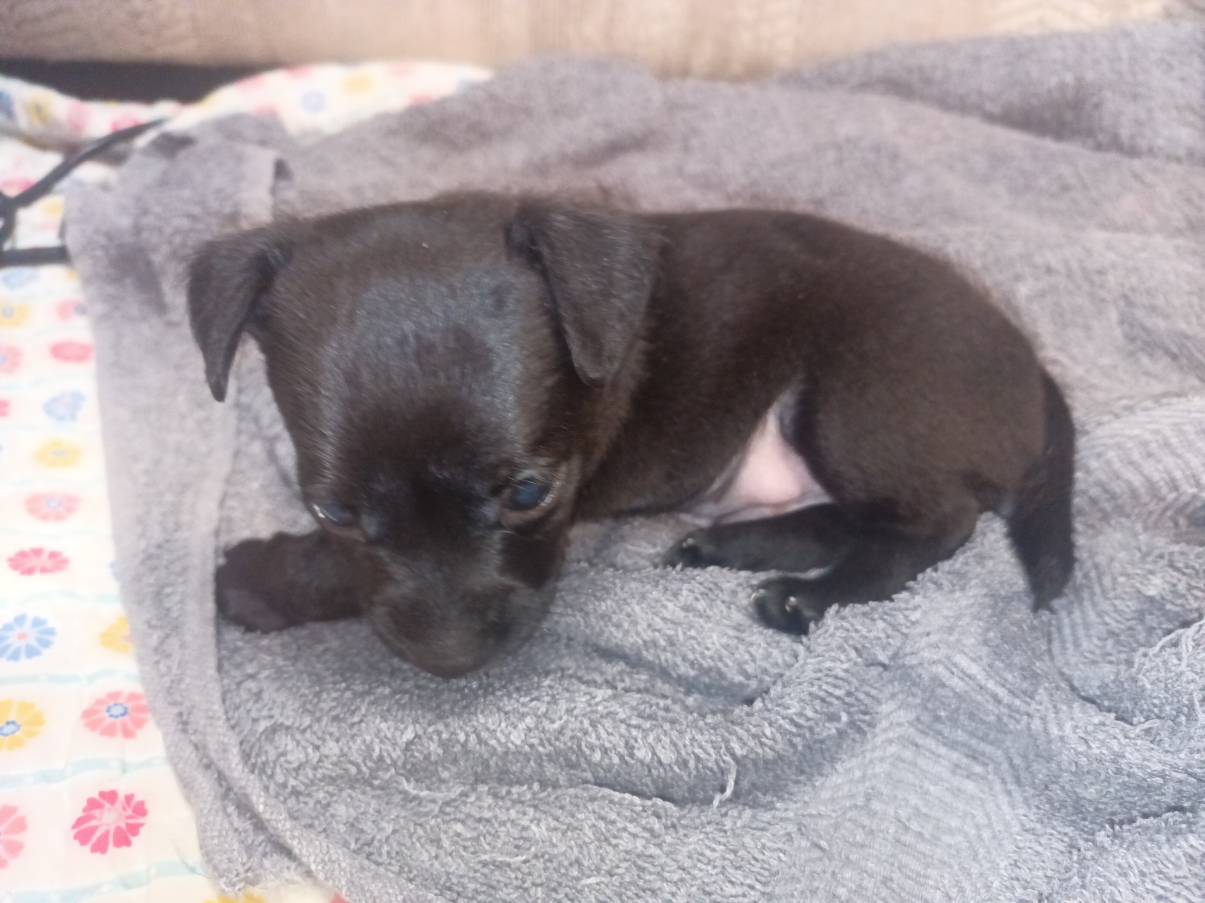Chihuahua pup's image 1