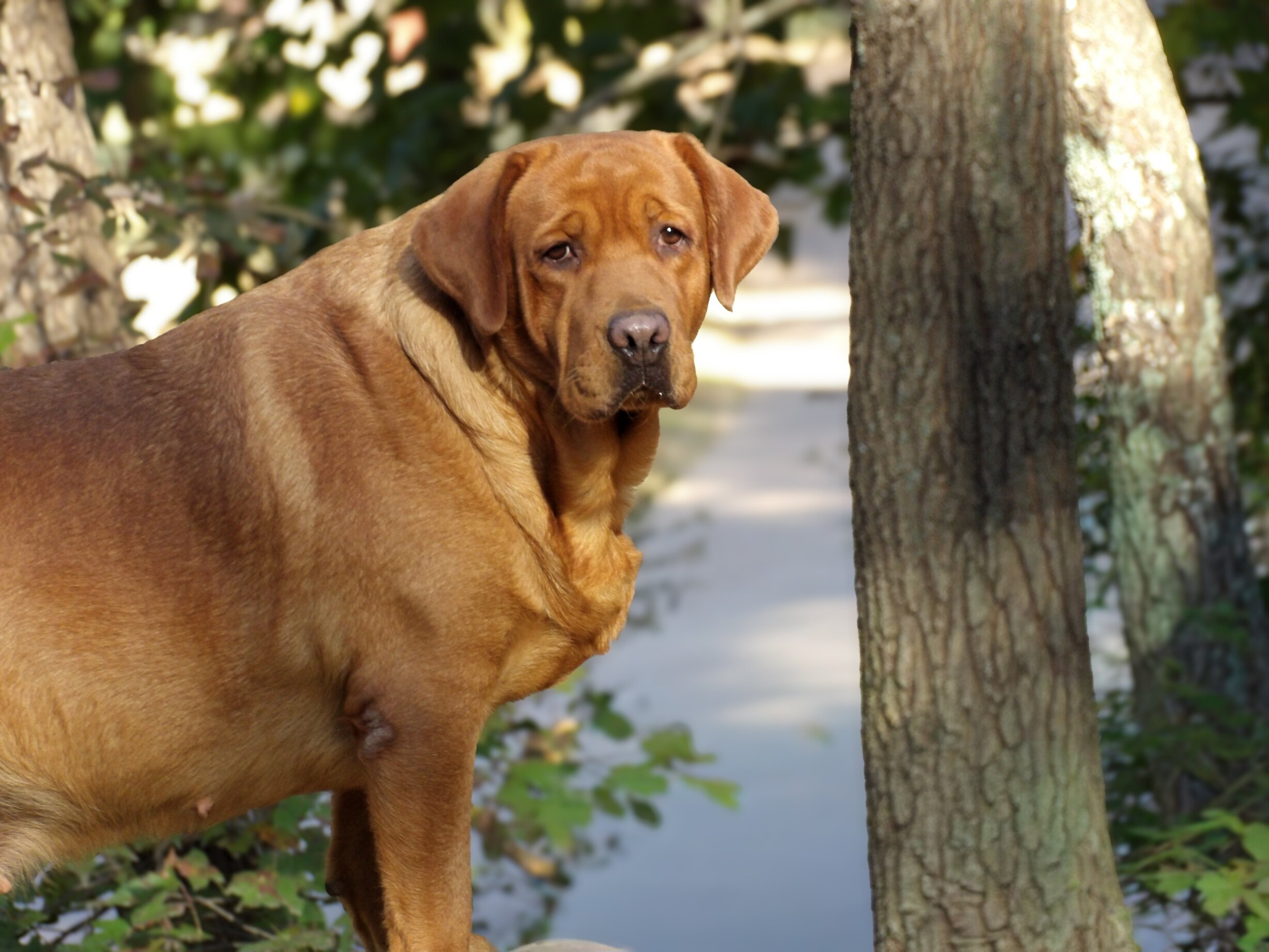 English/Show Fox Red Labrador Retrievers image 8