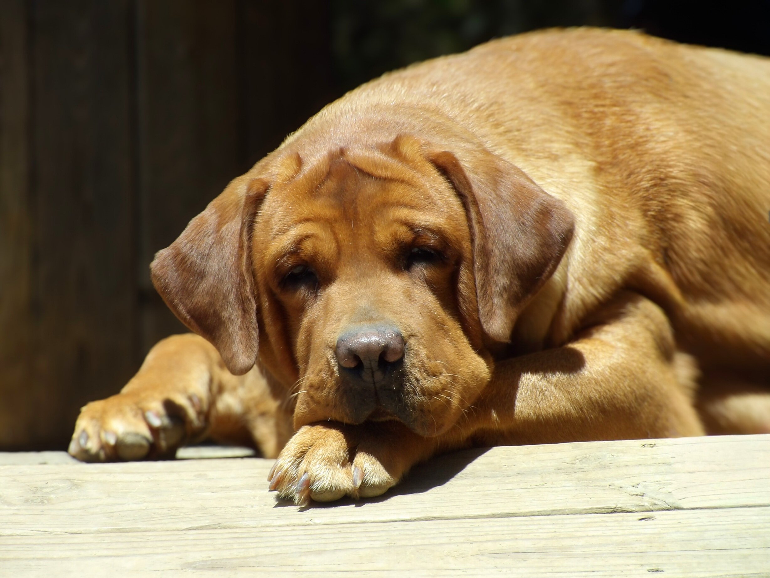 English/Show Fox Red Labrador Retrievers image 9