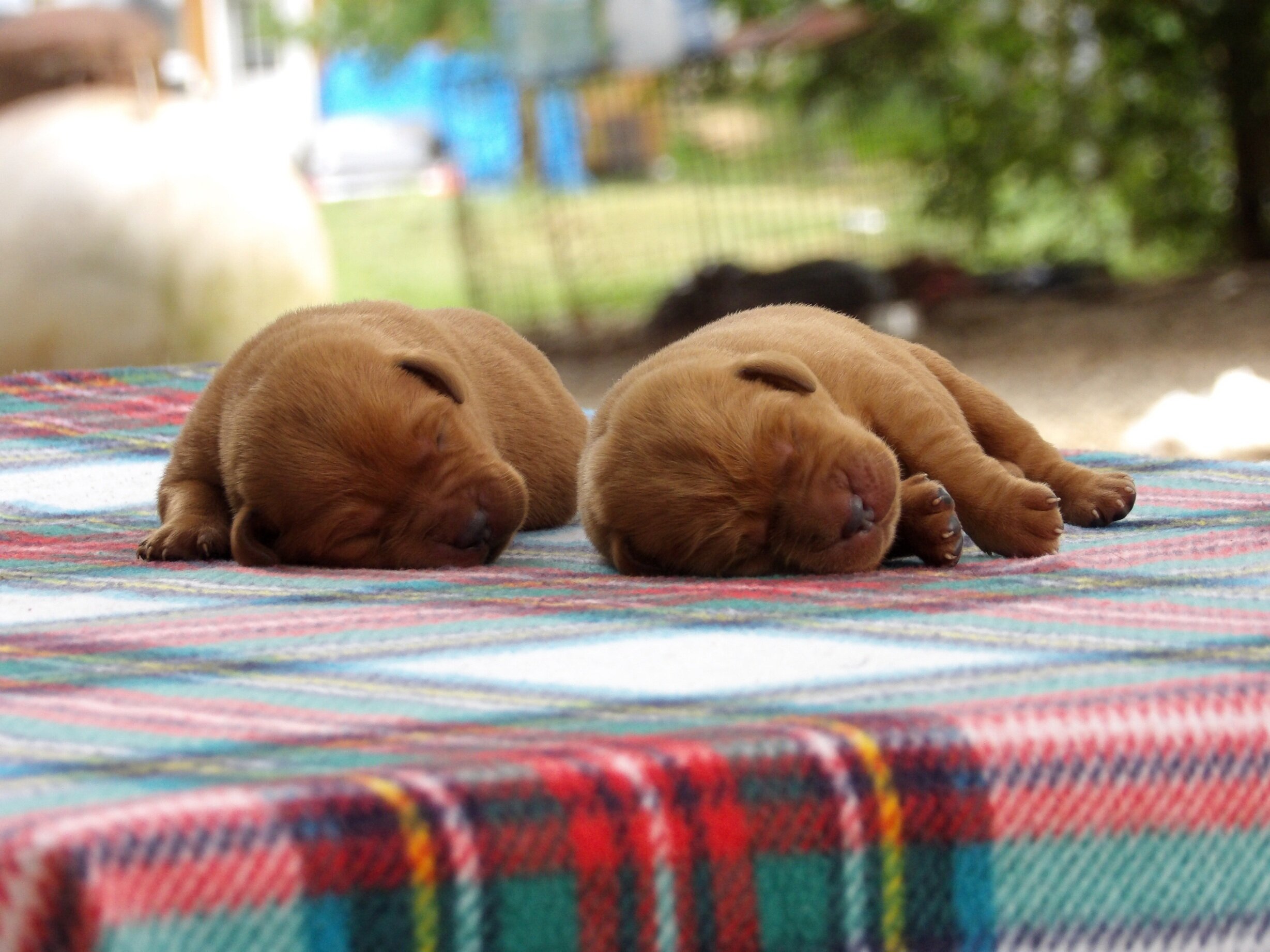 English/Show Fox Red Labrador Retrievers image 1