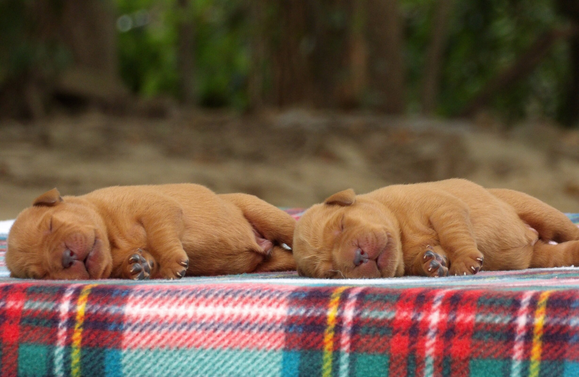 English/Show Fox Red Labrador Retrievers image 3