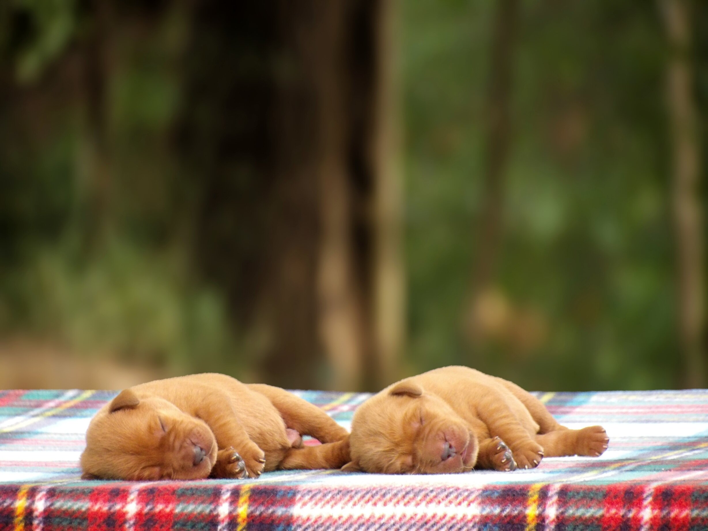 English/Show Fox Red Labrador Retrievers image 5