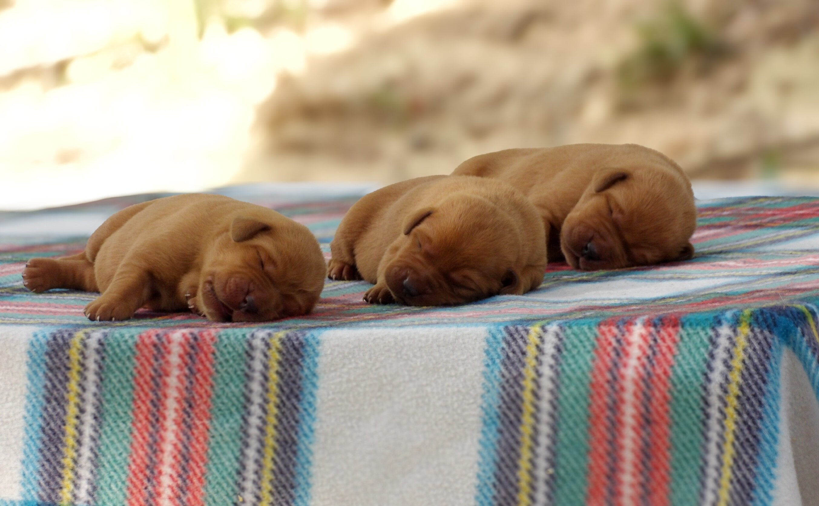 English/Show Fox Red Labrador Retrievers image 4
