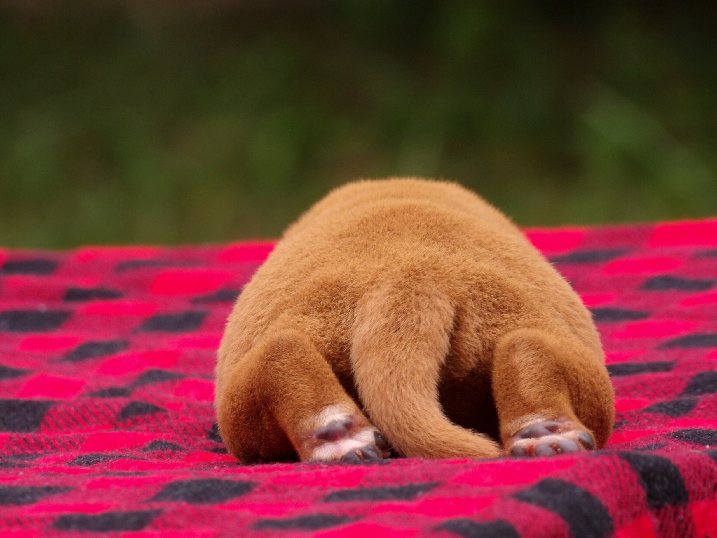 English/Show Fox Red Labrador Retrievers image 6