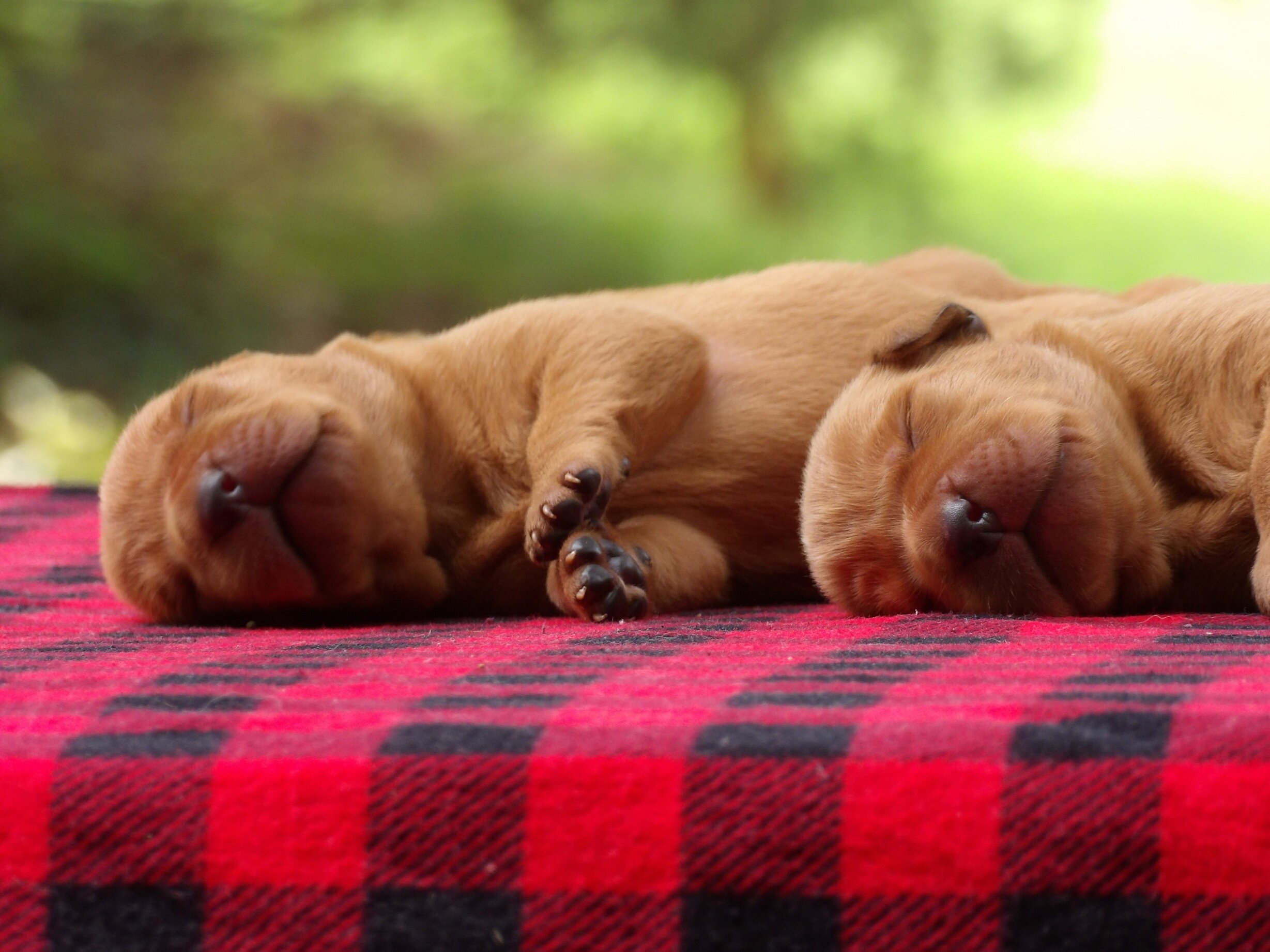 English/Show Fox Red Labrador Retrievers image 2