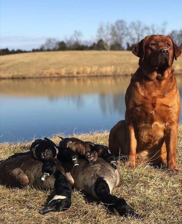 English/Show Fox Red Labrador Retrievers image 10