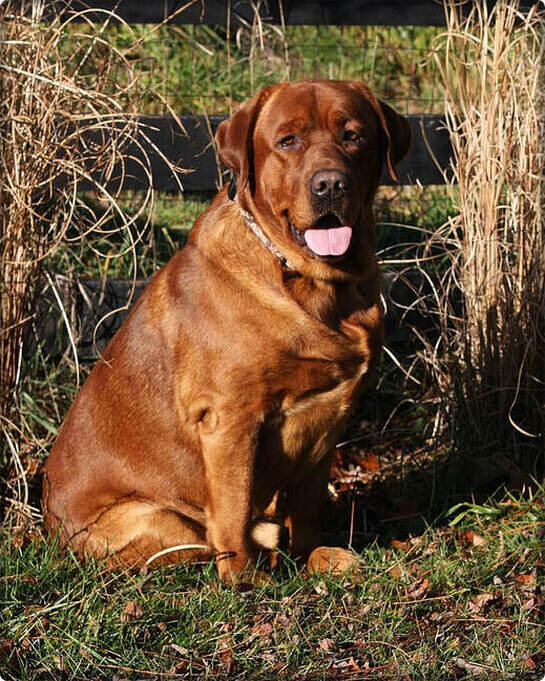 English/Show Fox Red Labrador Retrievers image 7