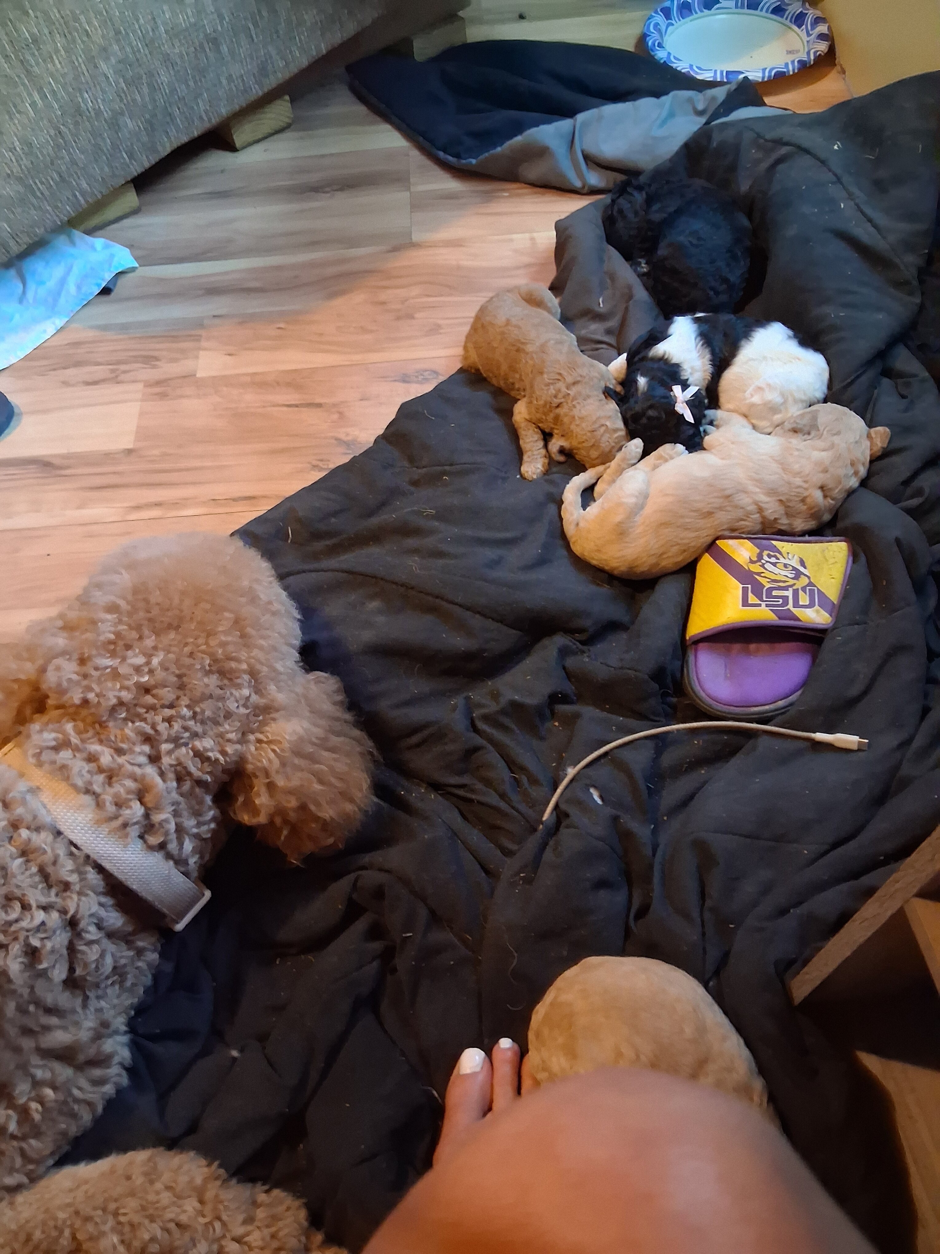 Standard poodles image 1