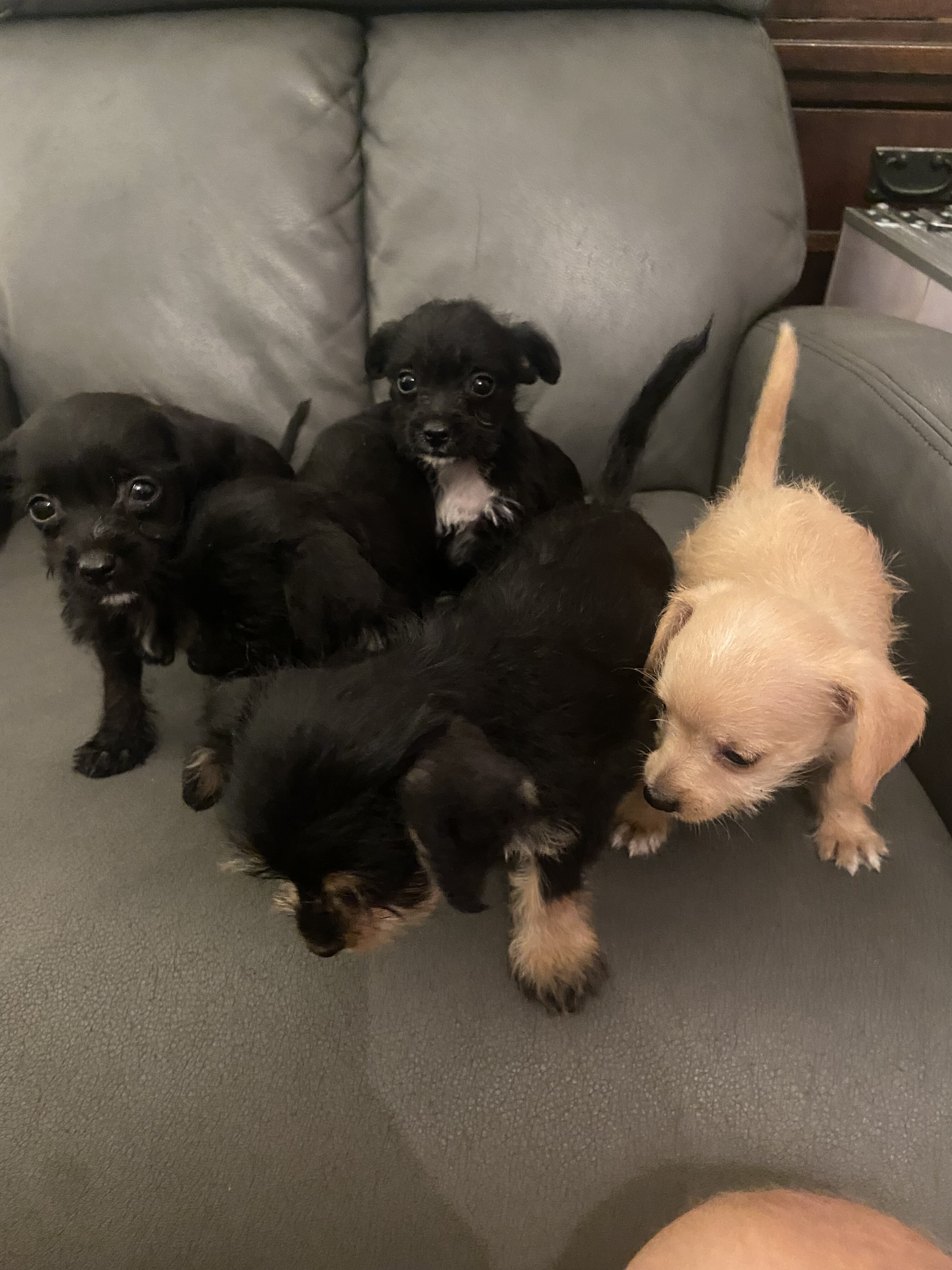 Adorable little Chipoos! image 3