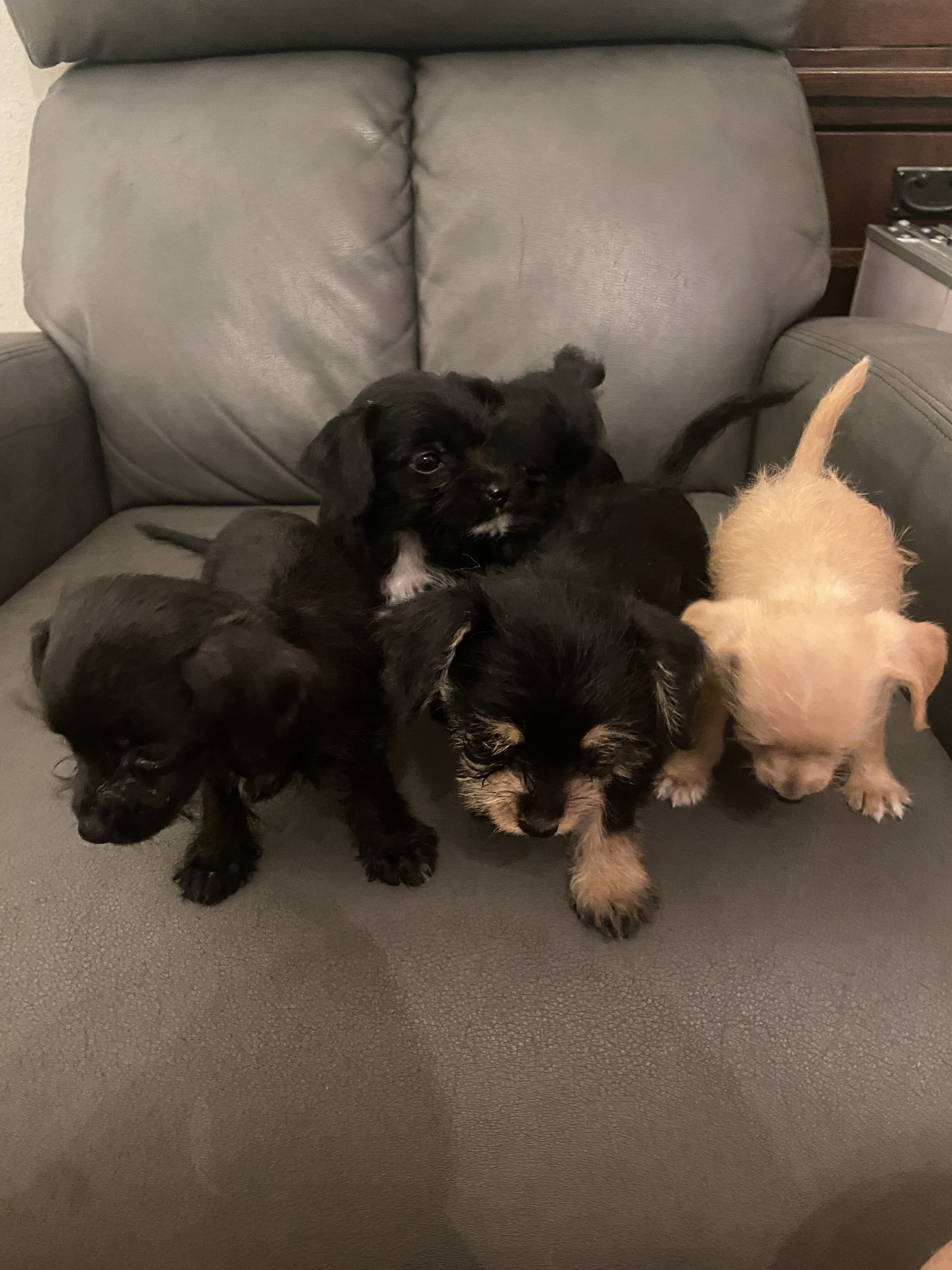 Adorable little Chipoos! image 2