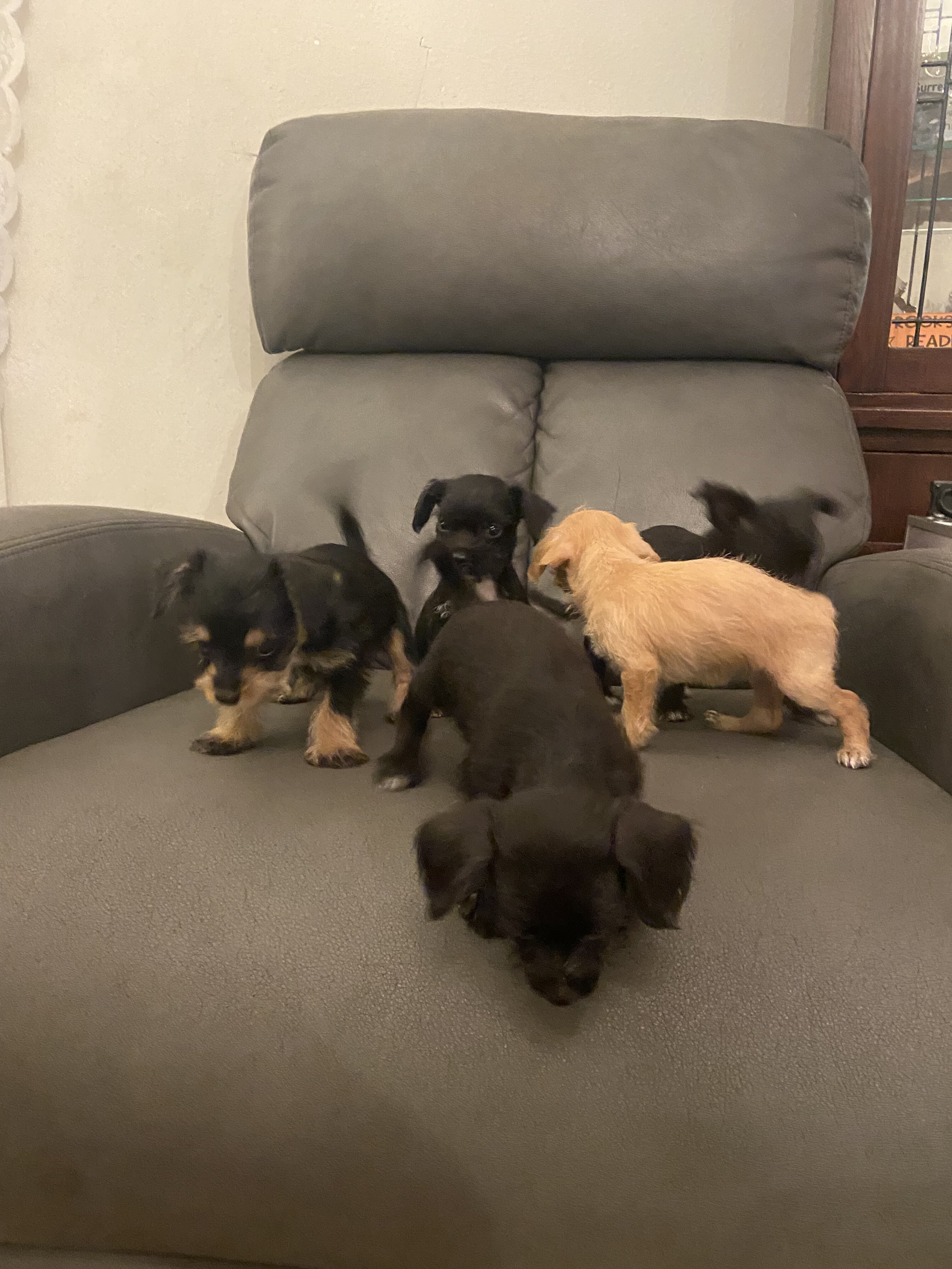 Adorable little Chipoos! image 1