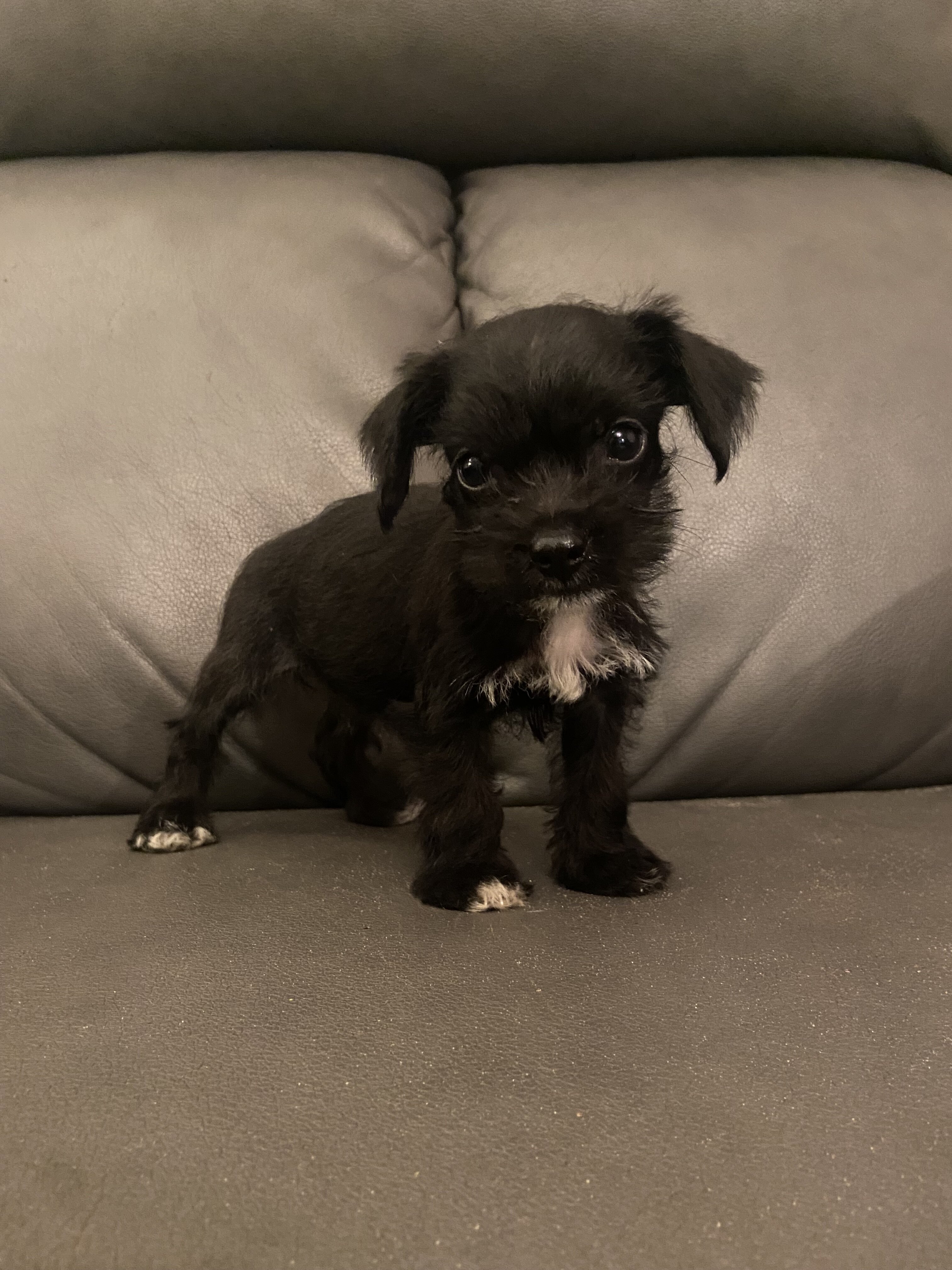 Adorable little Chipoos! image 4