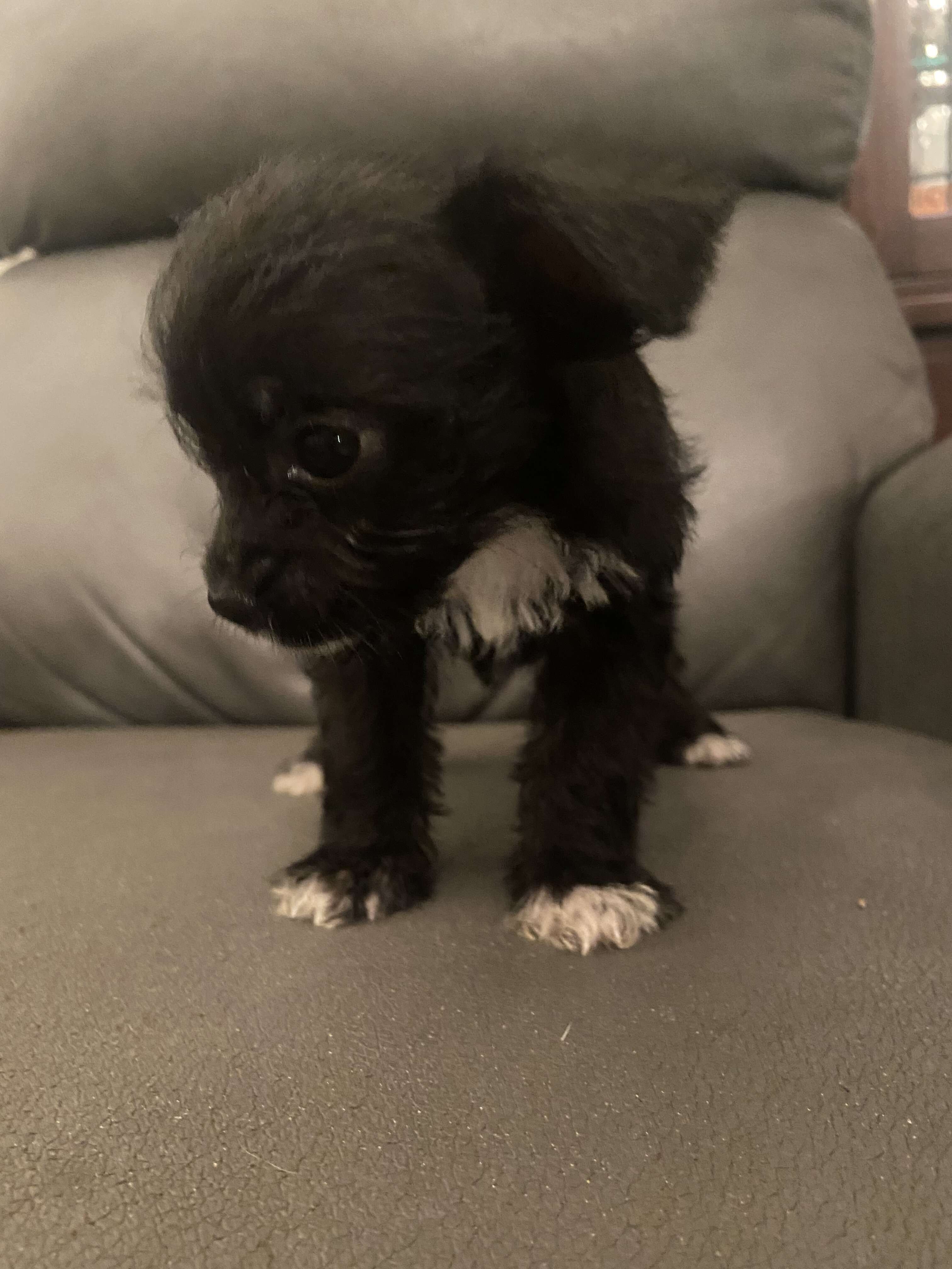 Adorable little Chipoos! image 5