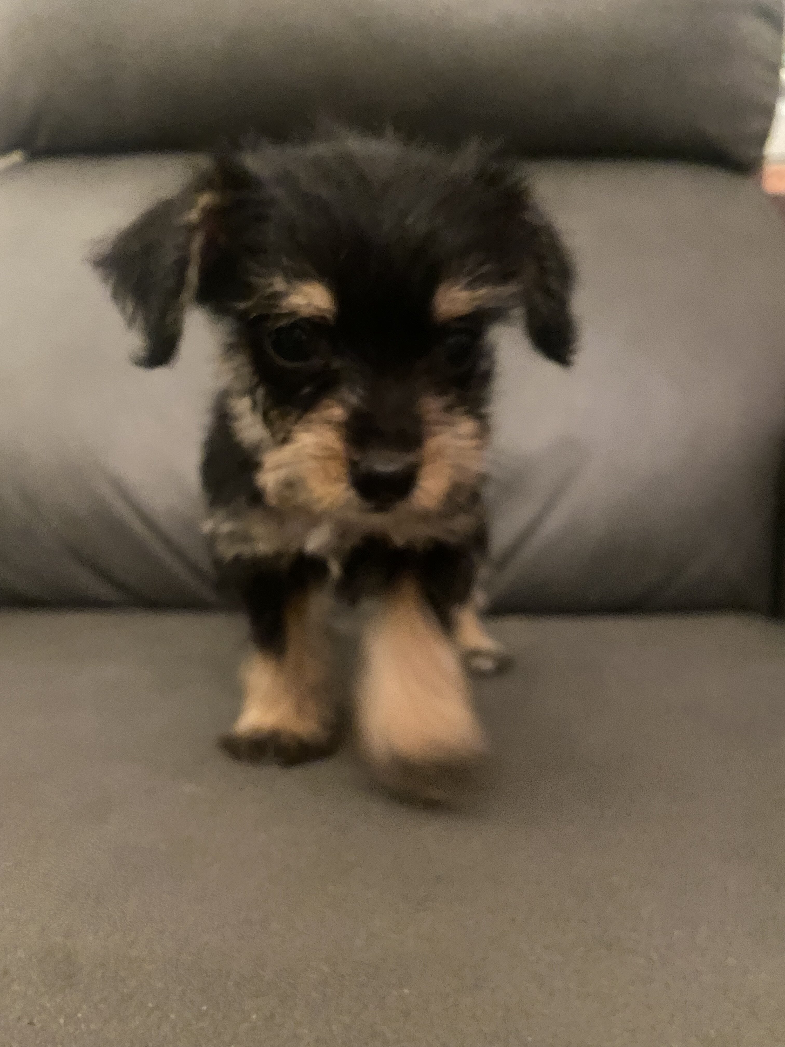 Adorable little Chipoos! image 6
