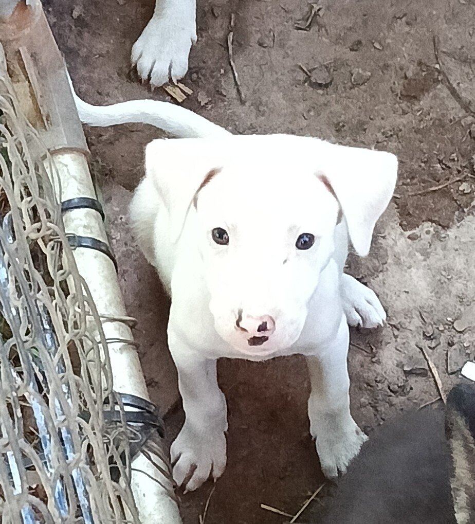 Puppies $25 image 5
