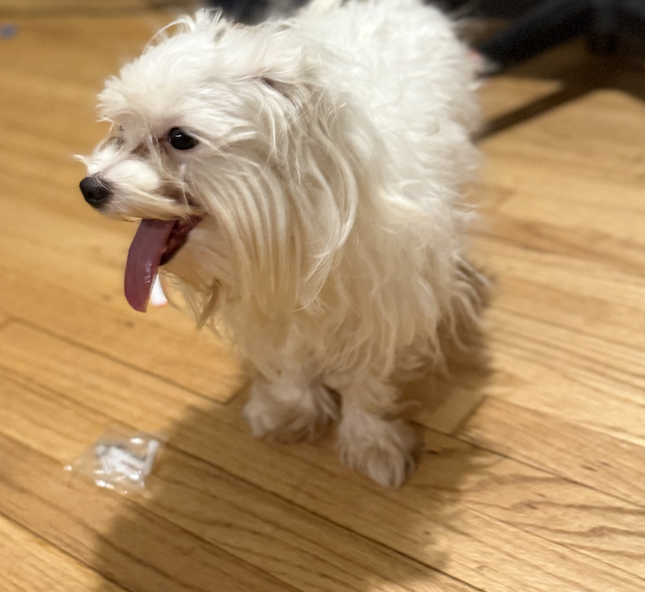 Small Maltese Mix – Rehoming image 1